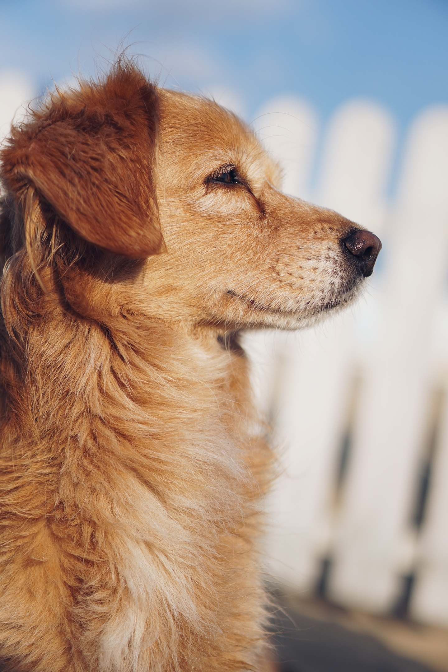 Dry - wet - My, Anapa, Dog, Longpost