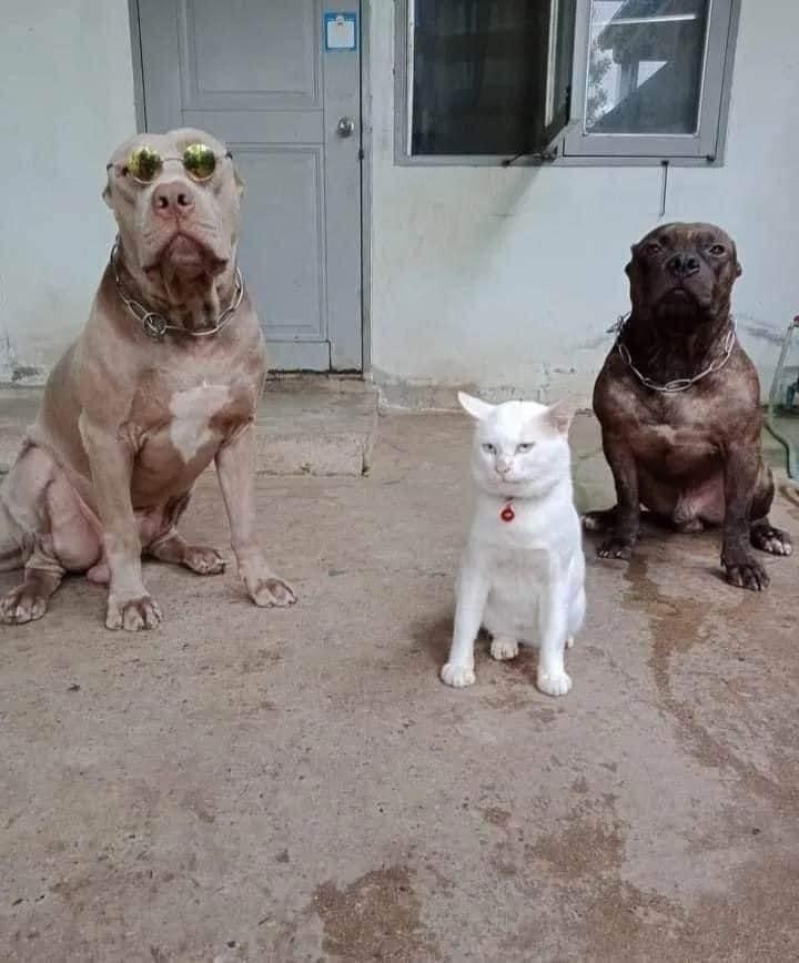 Cool cat - cat, Dog, Longpost