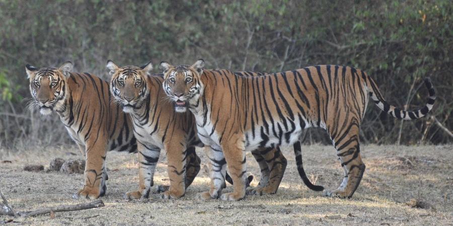 India to create new tiger sanctuary - Tiger, Bengal tiger, Big cats, Cat family, Animal Rescue, Reserves and sanctuaries, India, Wild animals, , Redheads, Positive, Translation