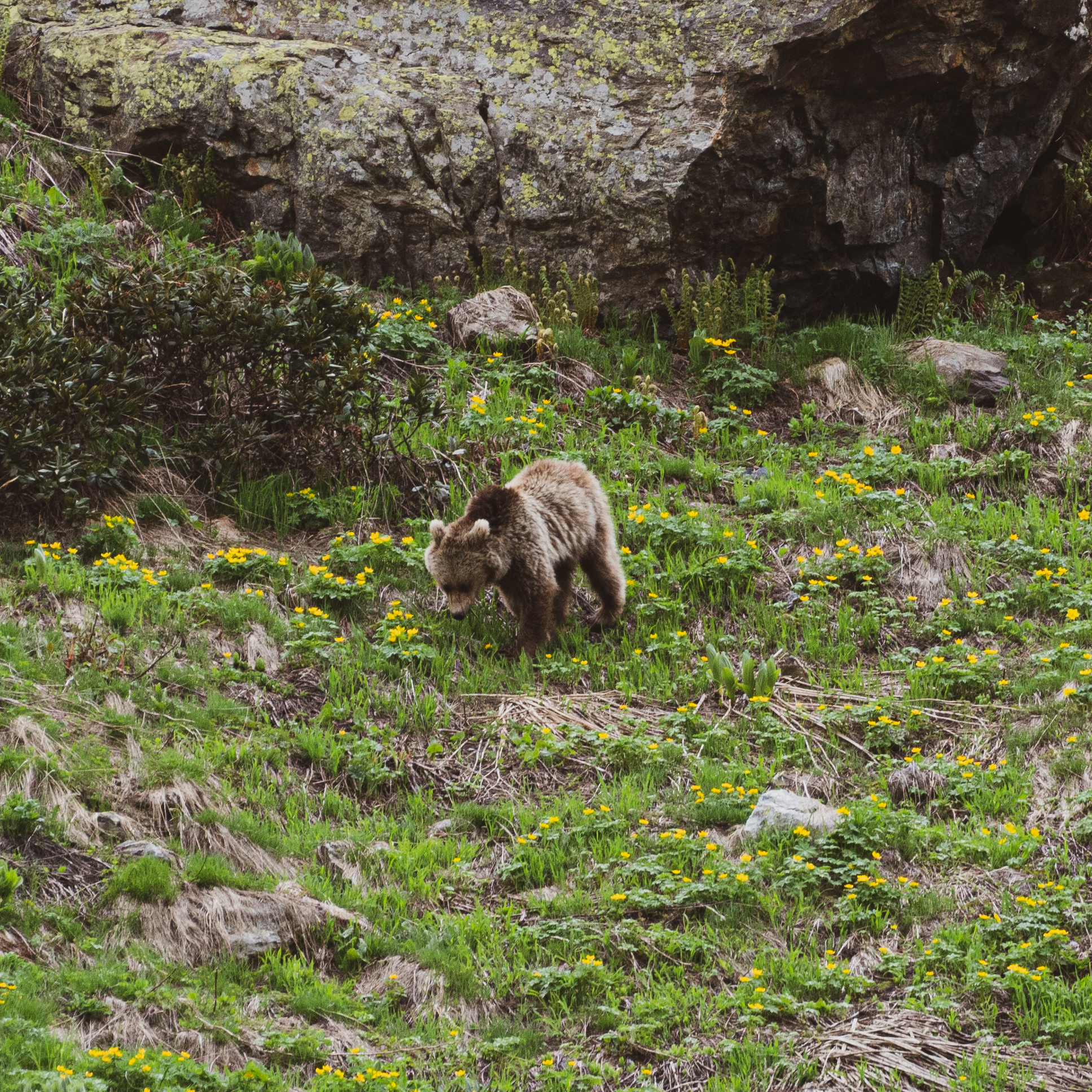 Dombay - My, Dombay, The Bears, Nature, Animals