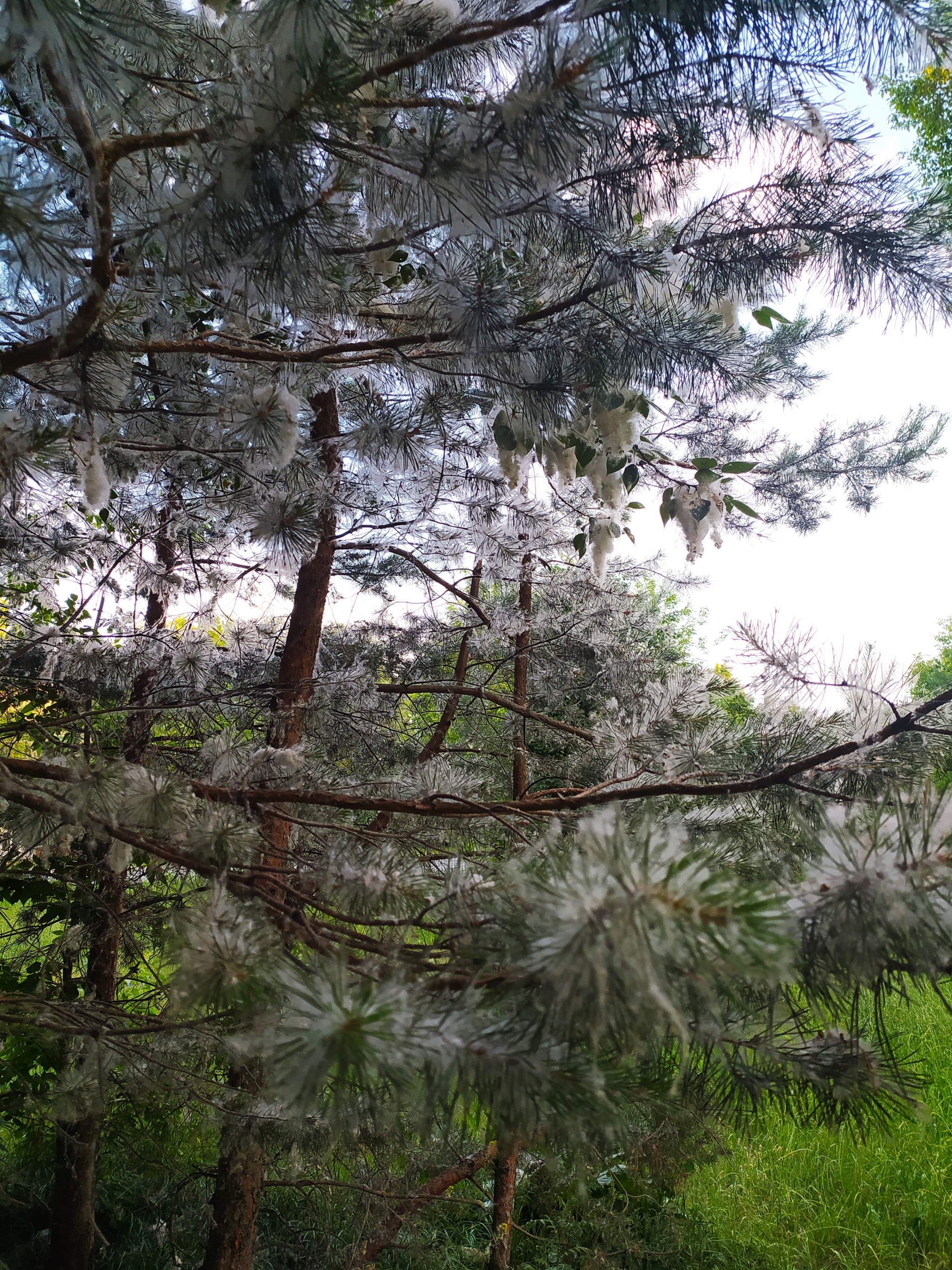 Fluff, heat, ... - My, Summer, Poplar fluff, The photo, Longpost