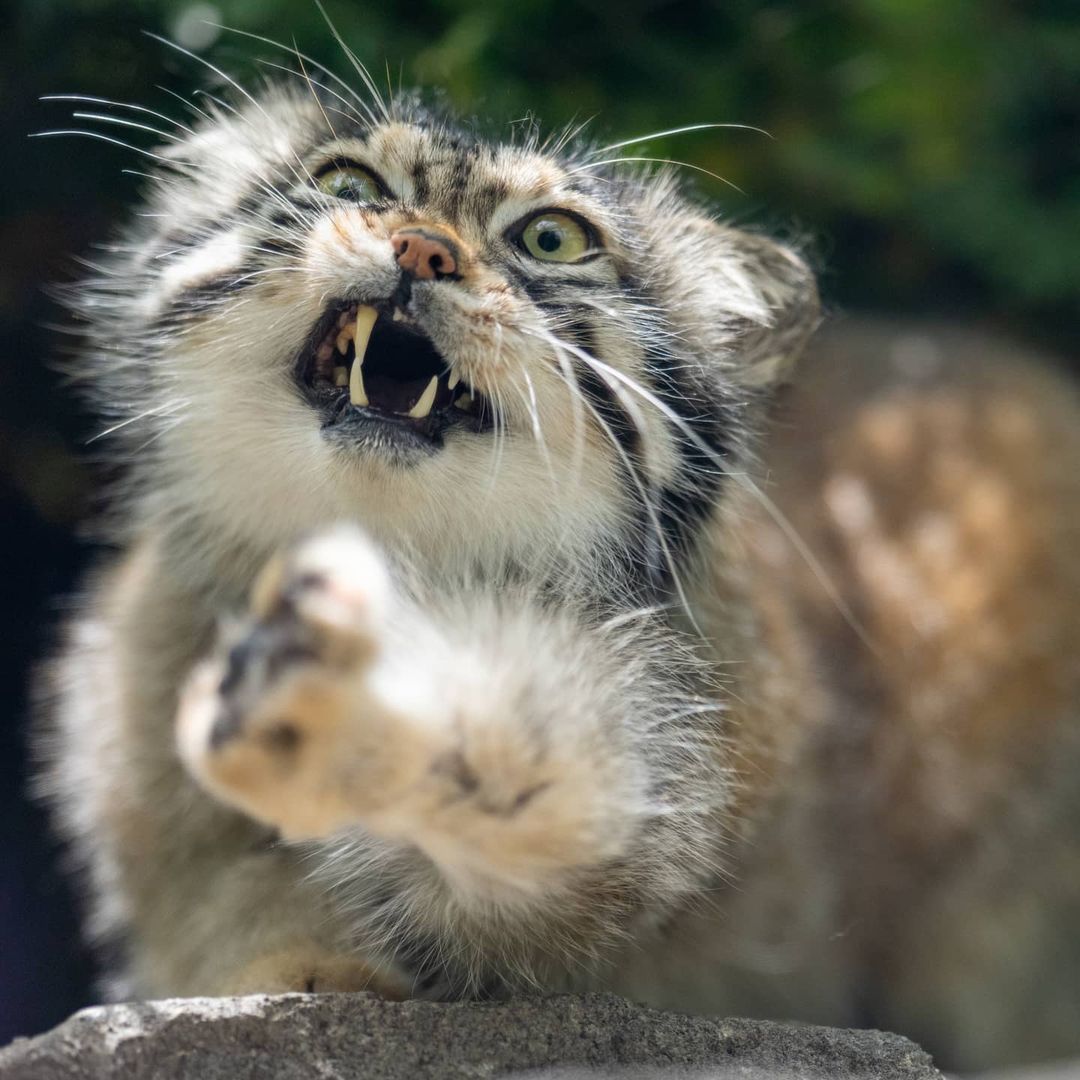 Cute and happy smile manul - Pallas' cat, Small cats, Cat family, Fluffy, Milota, Smile, The photo, Animals