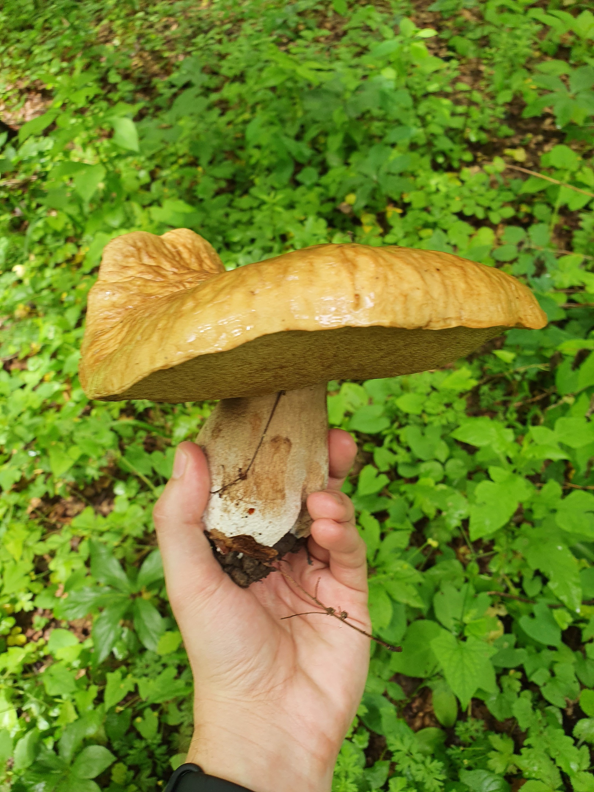 Find - My, Porcini, Forest