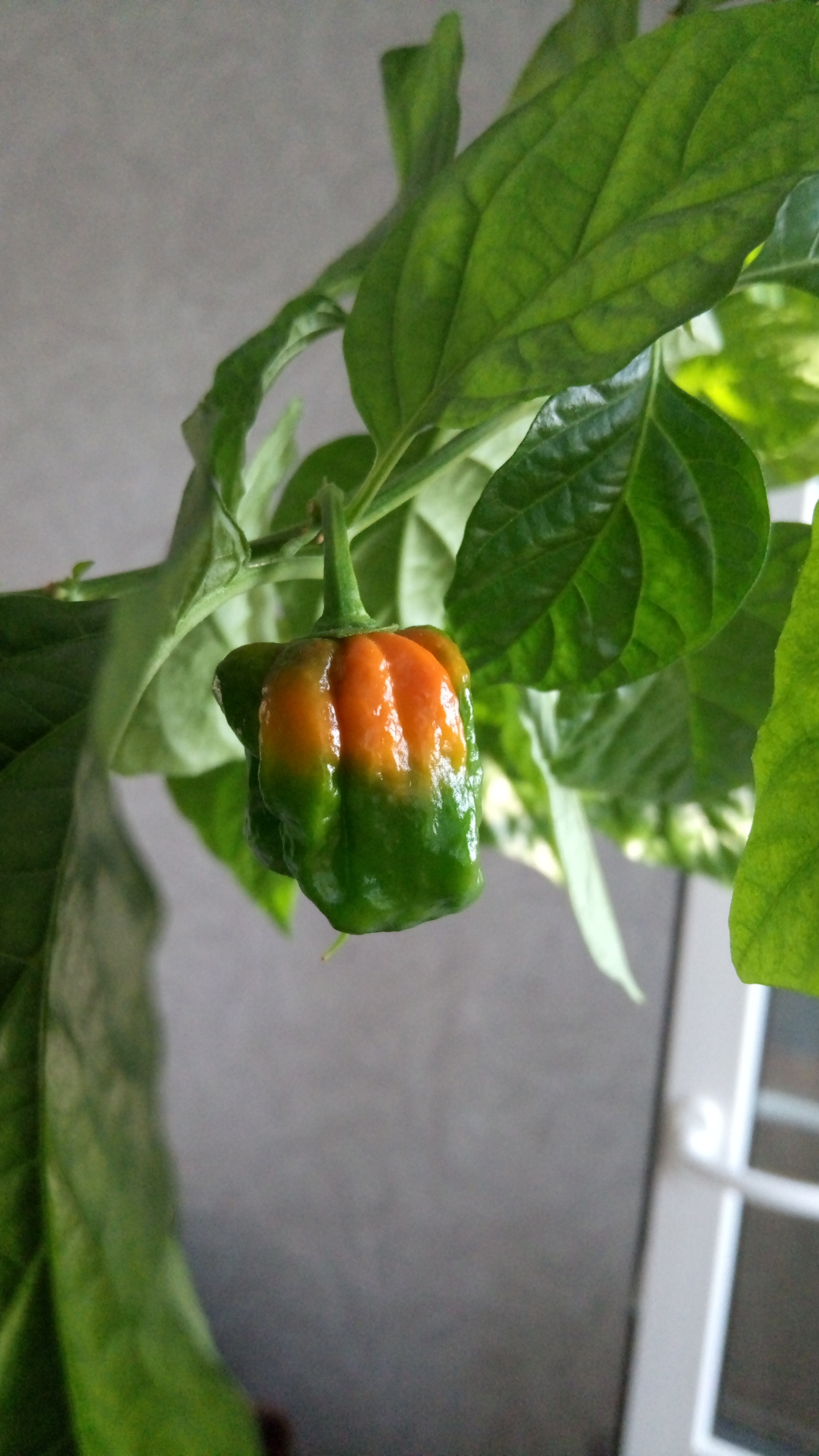 Maturing 18.06.2021 - My, Hot peppers, Harvest, Longpost