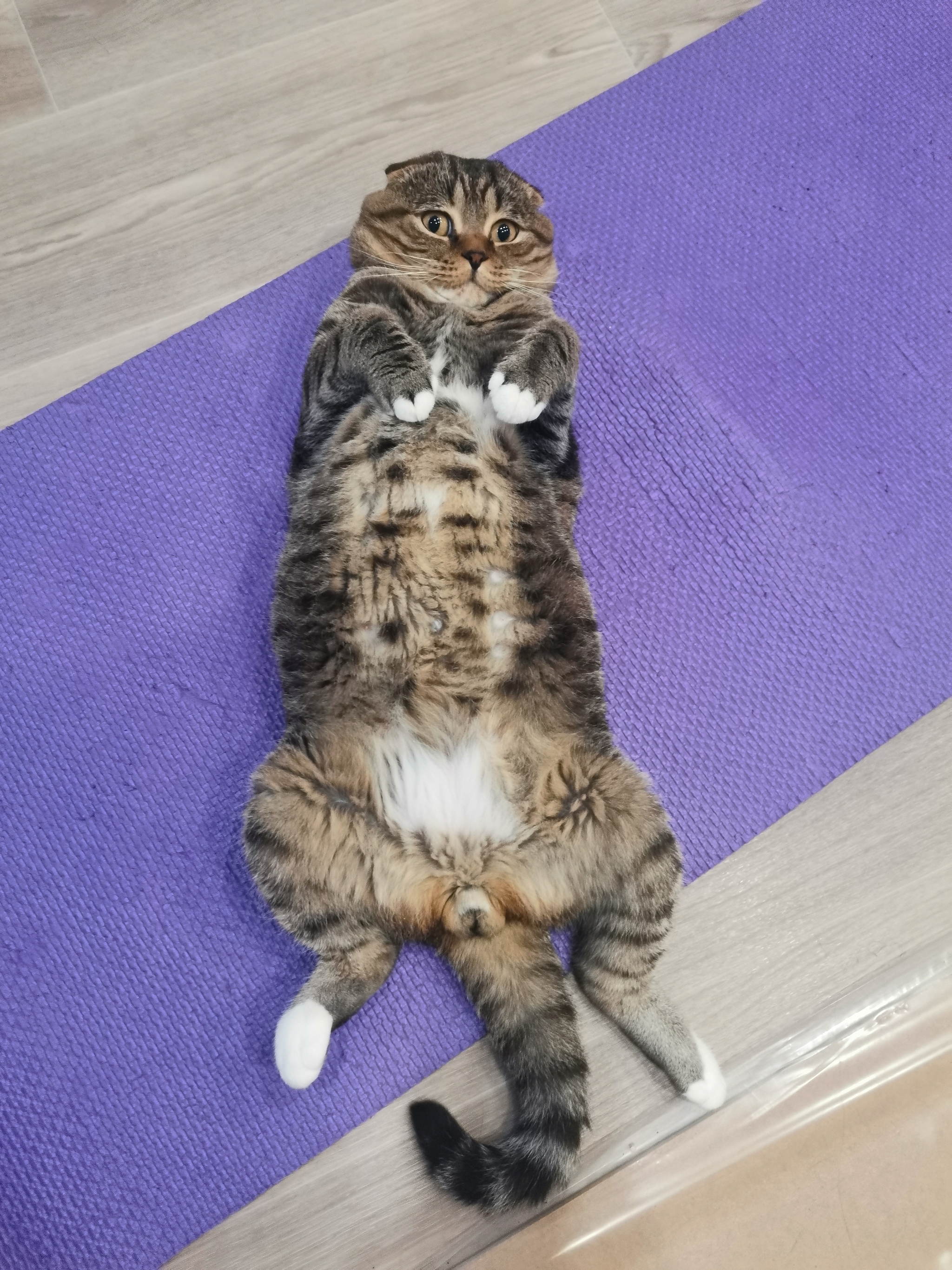 Самый толстый кот в мире фото