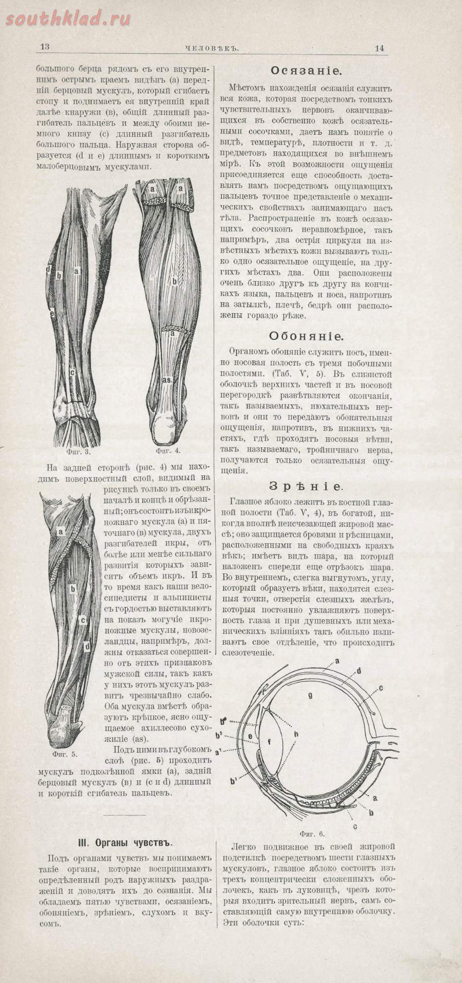 Human anatomy at the beginning of the 20th century - My, Story, Anatomy, Person, Books, Longpost