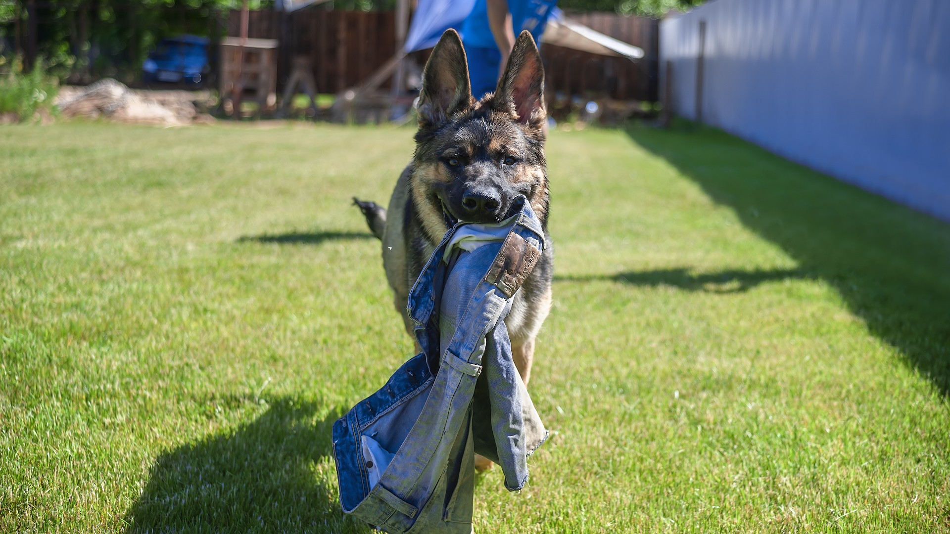 Pants n-n-nada? - My, Dog, Pants, Summer, Grass, German Shepherd