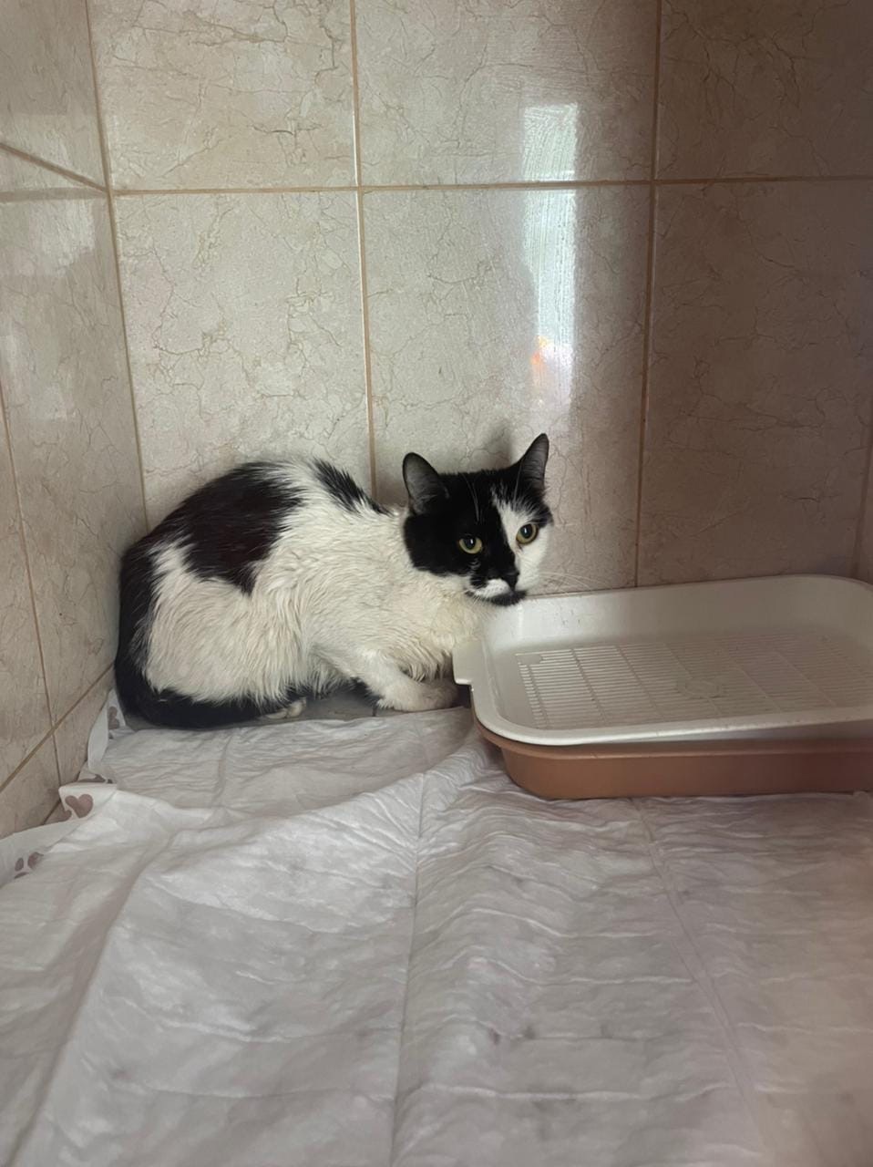 Found a cat in Moscow, SVAO - Moscow, Found a cat, Animals, Pets, Lost, Search for animals, cat, No rating, Longpost