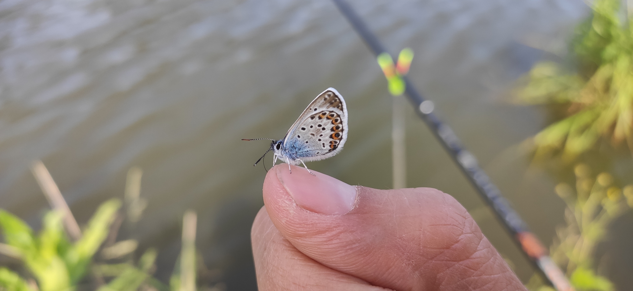 Beautiful butterflies on a fishing trip)) - My, Butterfly, Fishing, beauty, Nature