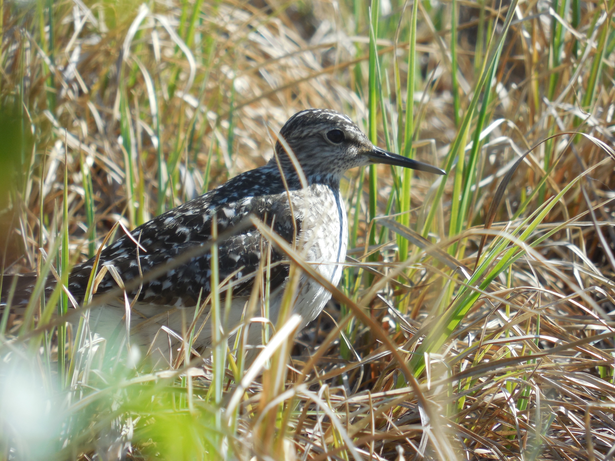 Tundra birds - My, Birds, Ornithology, Yamal, Tundra, The photo, Longpost