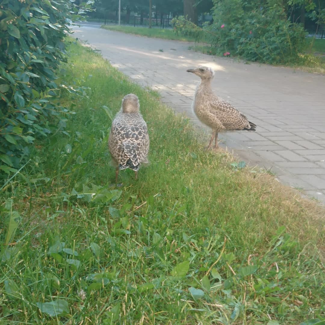 herring gull - My, Seagulls, Chick, Saint Petersburg, Longpost