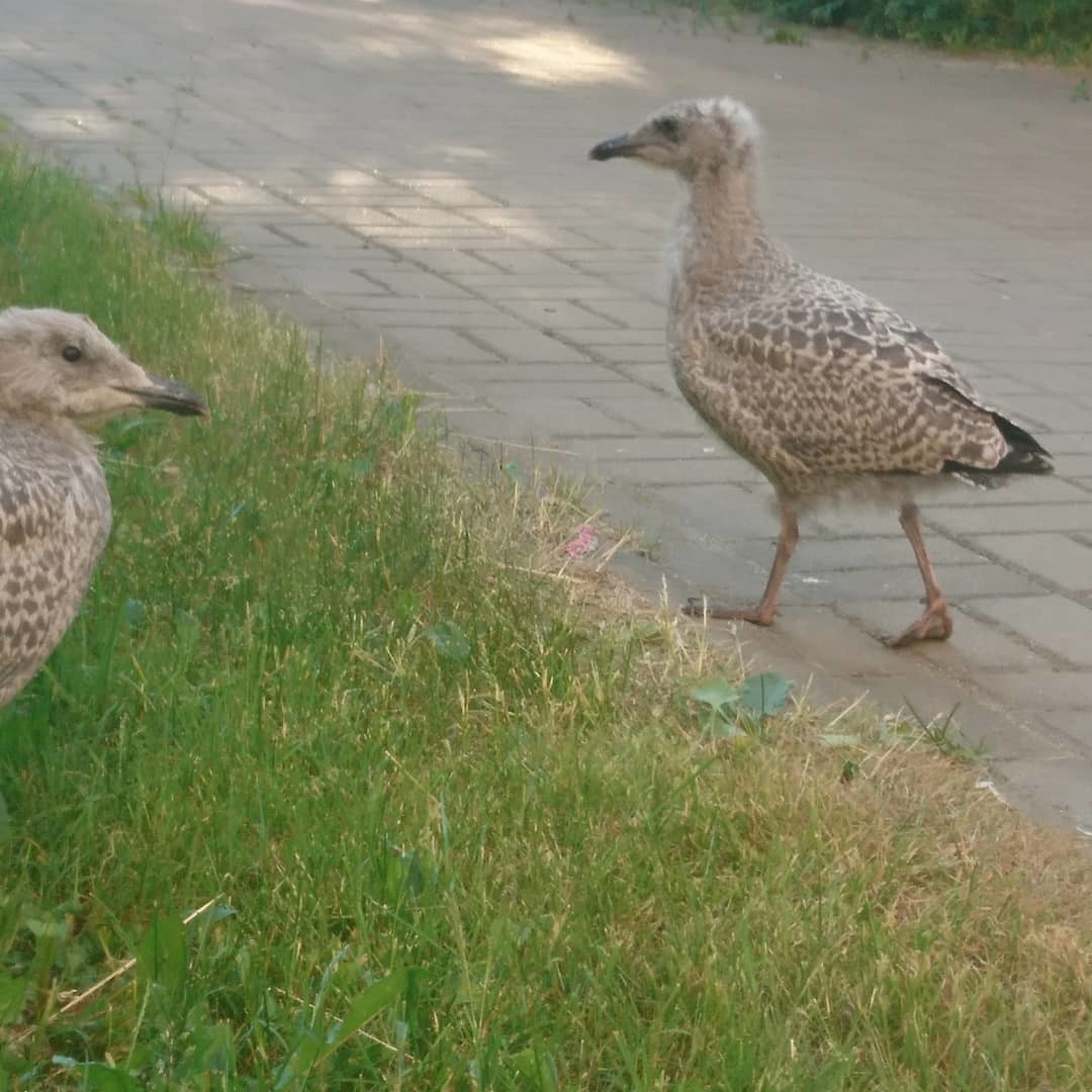 herring gull - My, Seagulls, Chick, Saint Petersburg, Longpost