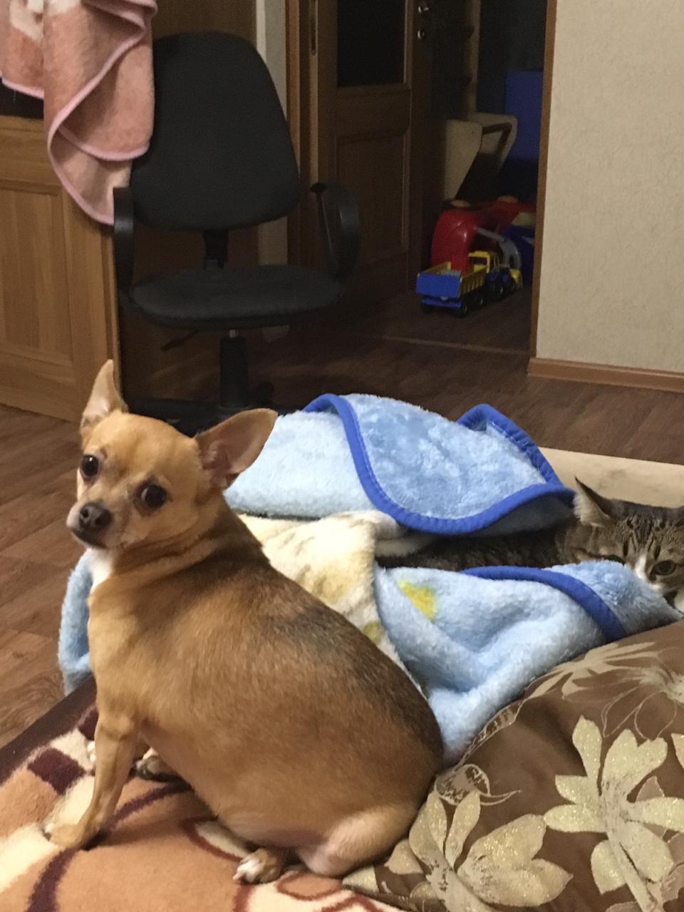 Lost Chihuahua. Kemerovo - Dog, Lost, Help, Longpost, The dog is missing, Chihuahua, Kemerovo, No rating