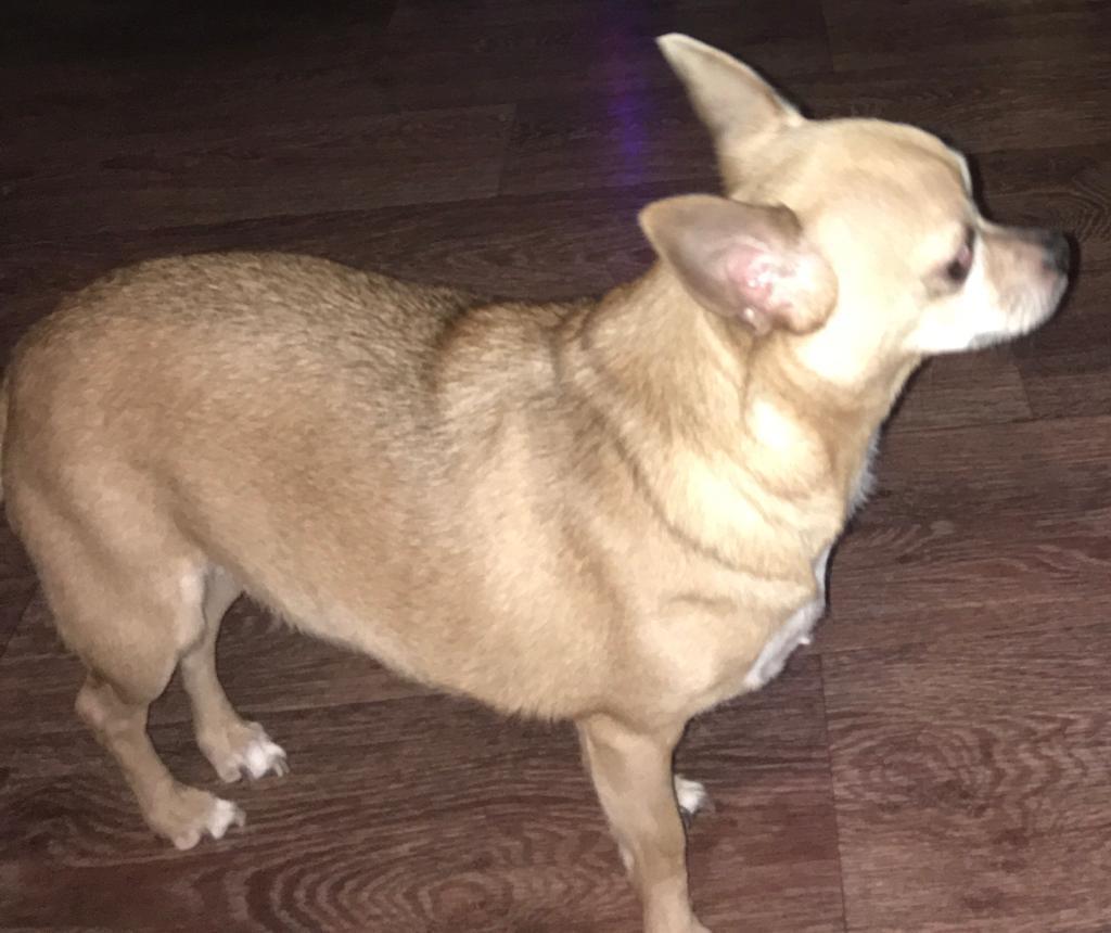 Lost Chihuahua. Kemerovo - Dog, Lost, Help, Longpost, The dog is missing, Chihuahua, Kemerovo, No rating