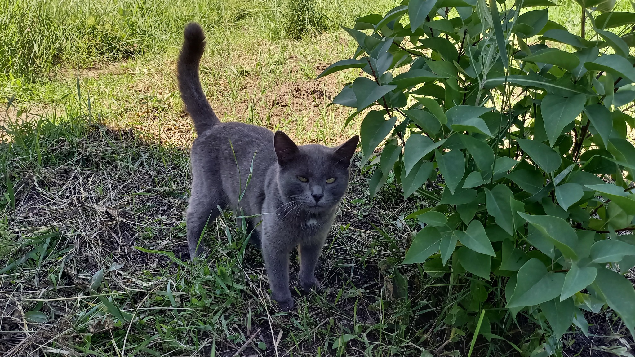 Help find a home, Saratov - In good hands, Saratov, I will give, cat, No rating, Mat