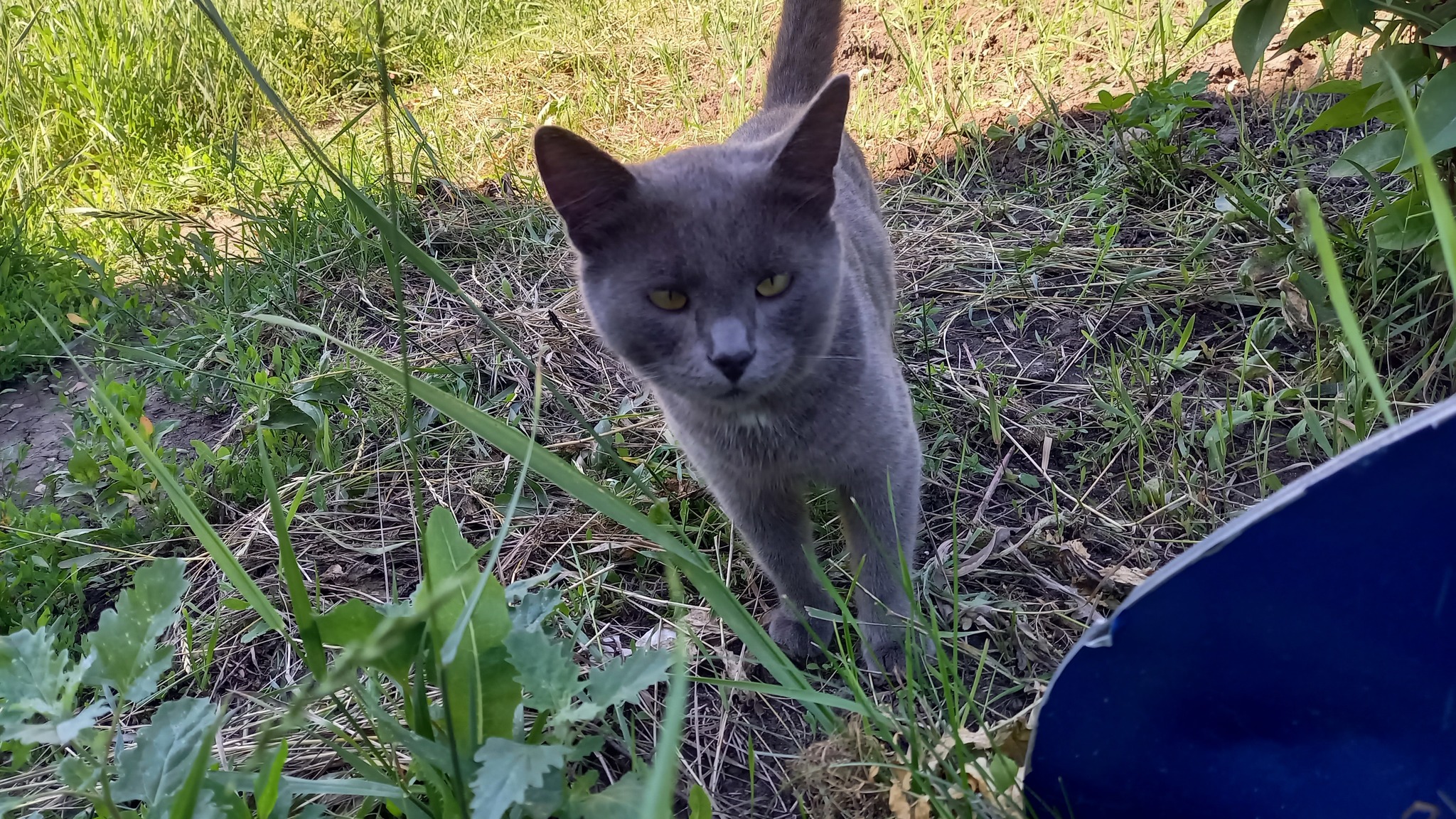 Help find a home, Saratov - In good hands, Saratov, I will give, cat, No rating, Mat