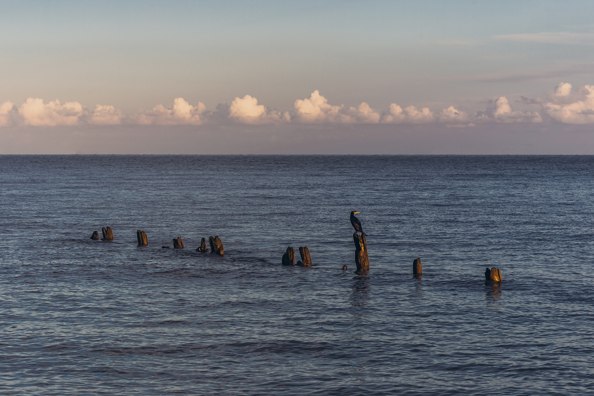 Morning on the shore of the Sea of ??Azov - My, The photo, Sea, Cormorants, Clouds, dawn