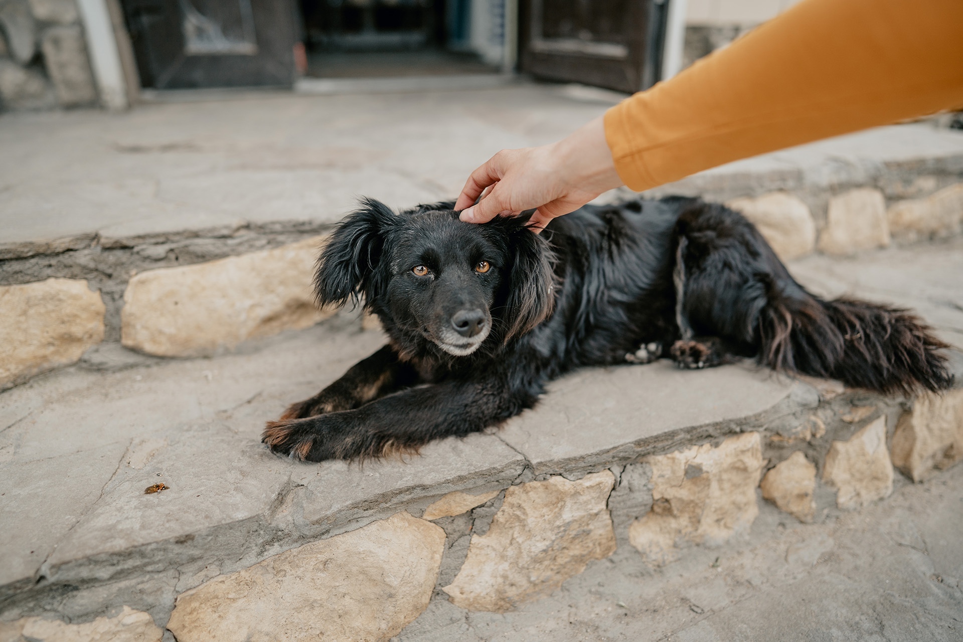 Theodosius. - My, Travels, Crimea, Feodosia, The photo, Landscape, cat, Longpost