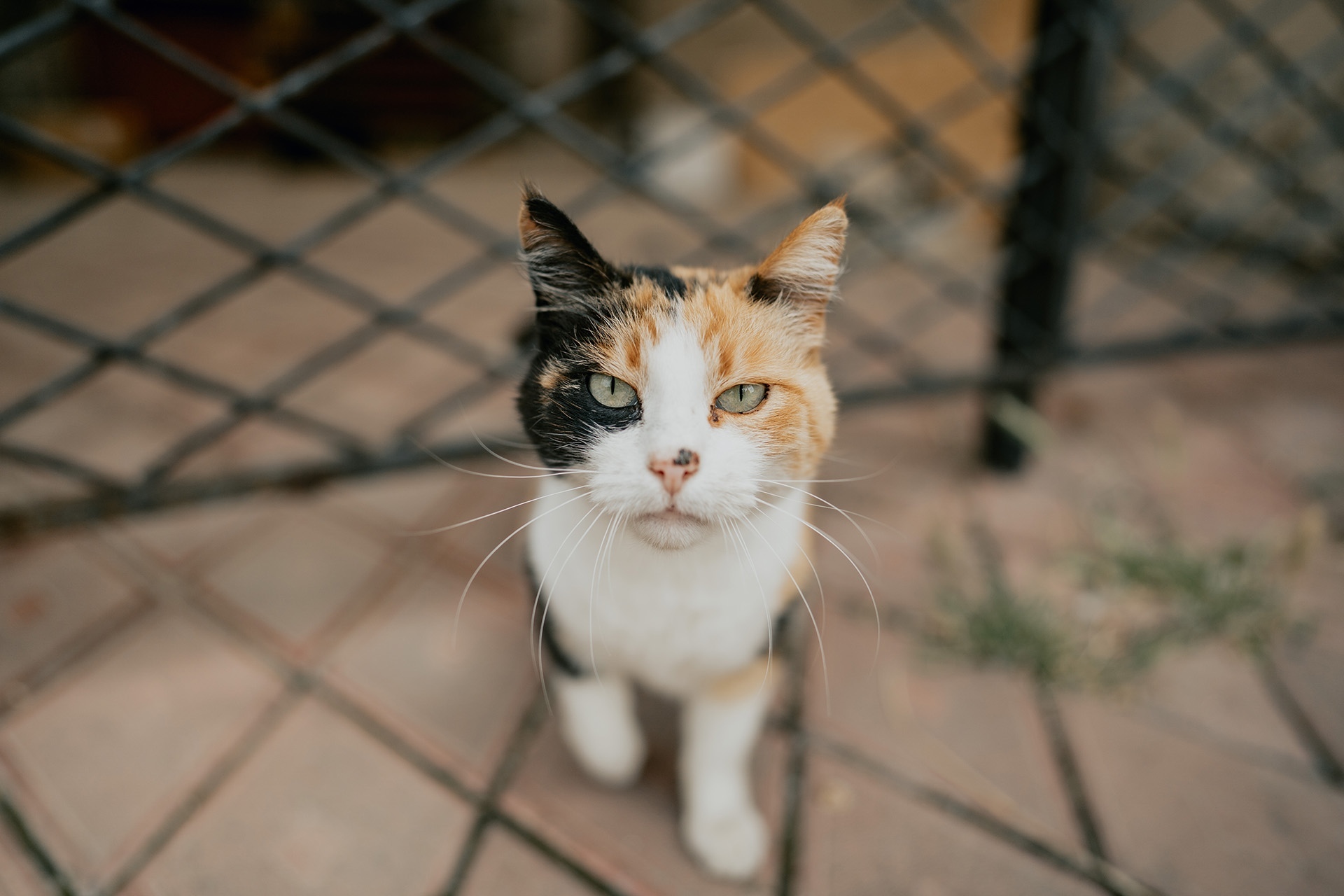 Theodosius. - My, Travels, Crimea, Feodosia, The photo, Landscape, cat, Longpost