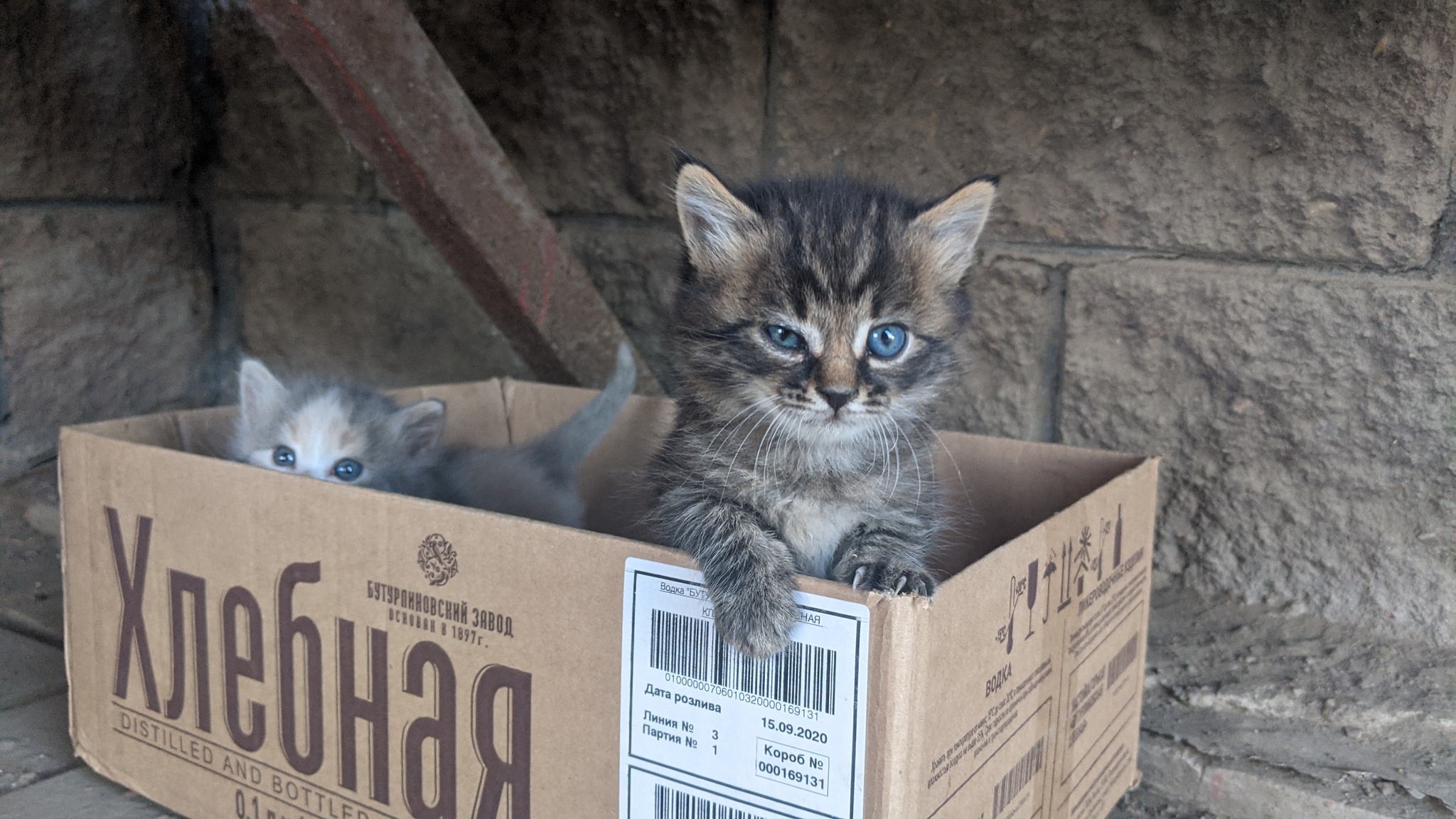 Нужна помощь, подкинули котят, уфа - Моё, Без рейтинга, Котята, В добрые руки, Длиннопост, Кот, Уфа