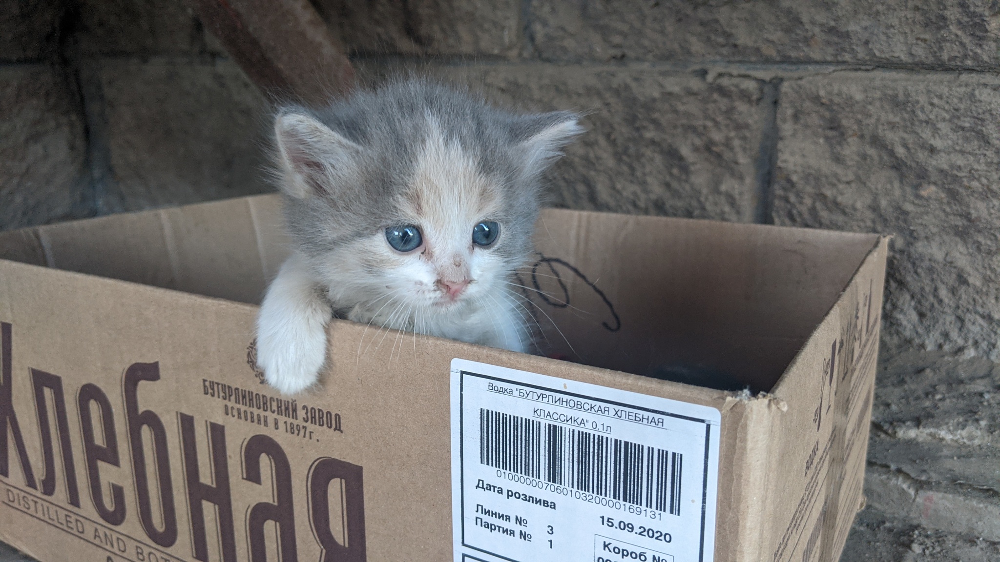 Нужна помощь, подкинули котят, уфа - Моё, Без рейтинга, Котята, В добрые руки, Длиннопост, Кот, Уфа