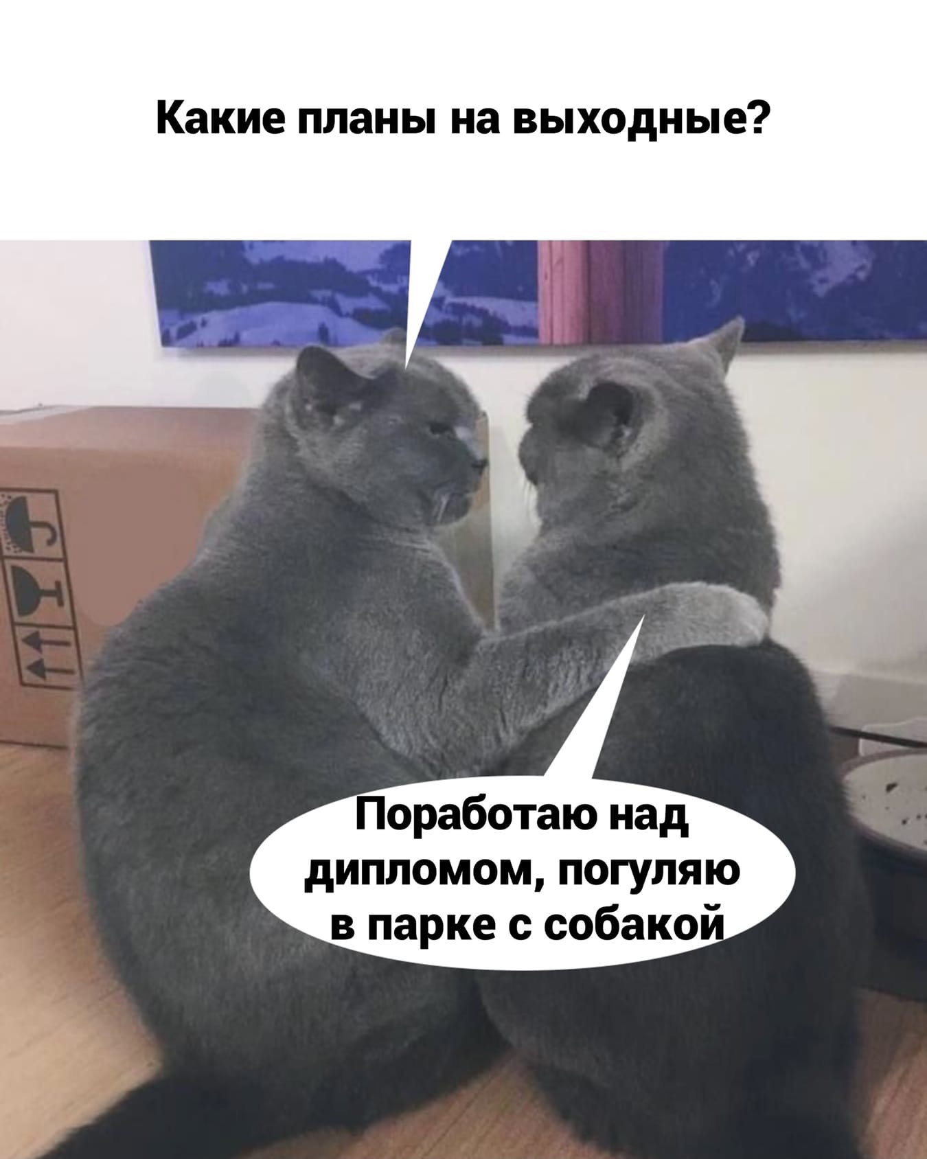 Weekend - cat, Humor, Longpost