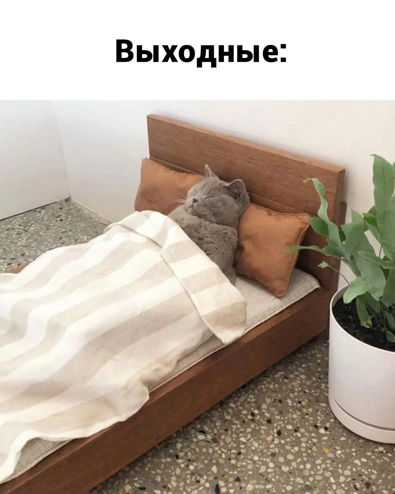 Выходные - Кот, Юмор, Длиннопост