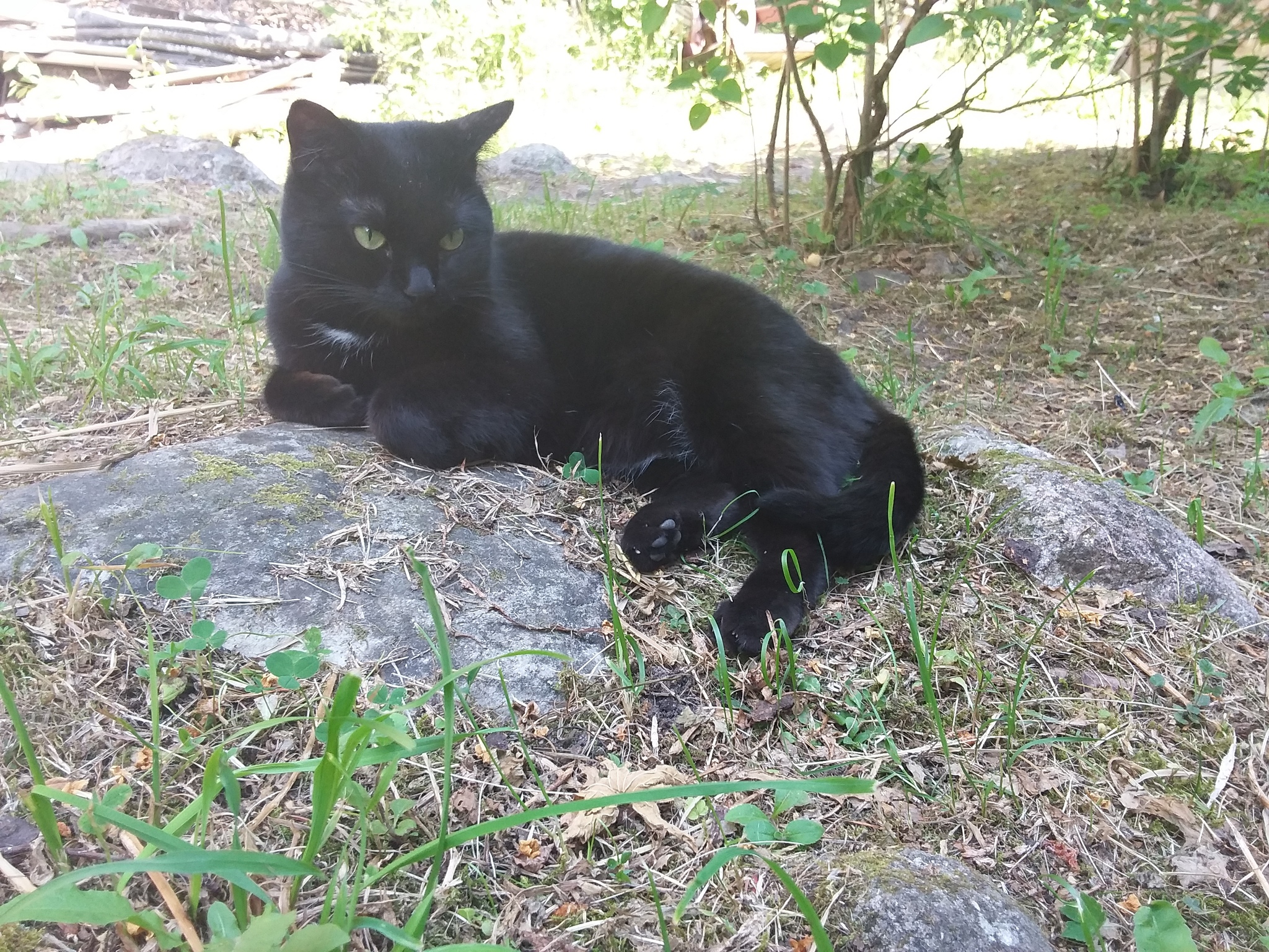 cats and heat - My, cat, Heat, Dacha, Photo on sneaker, Longpost