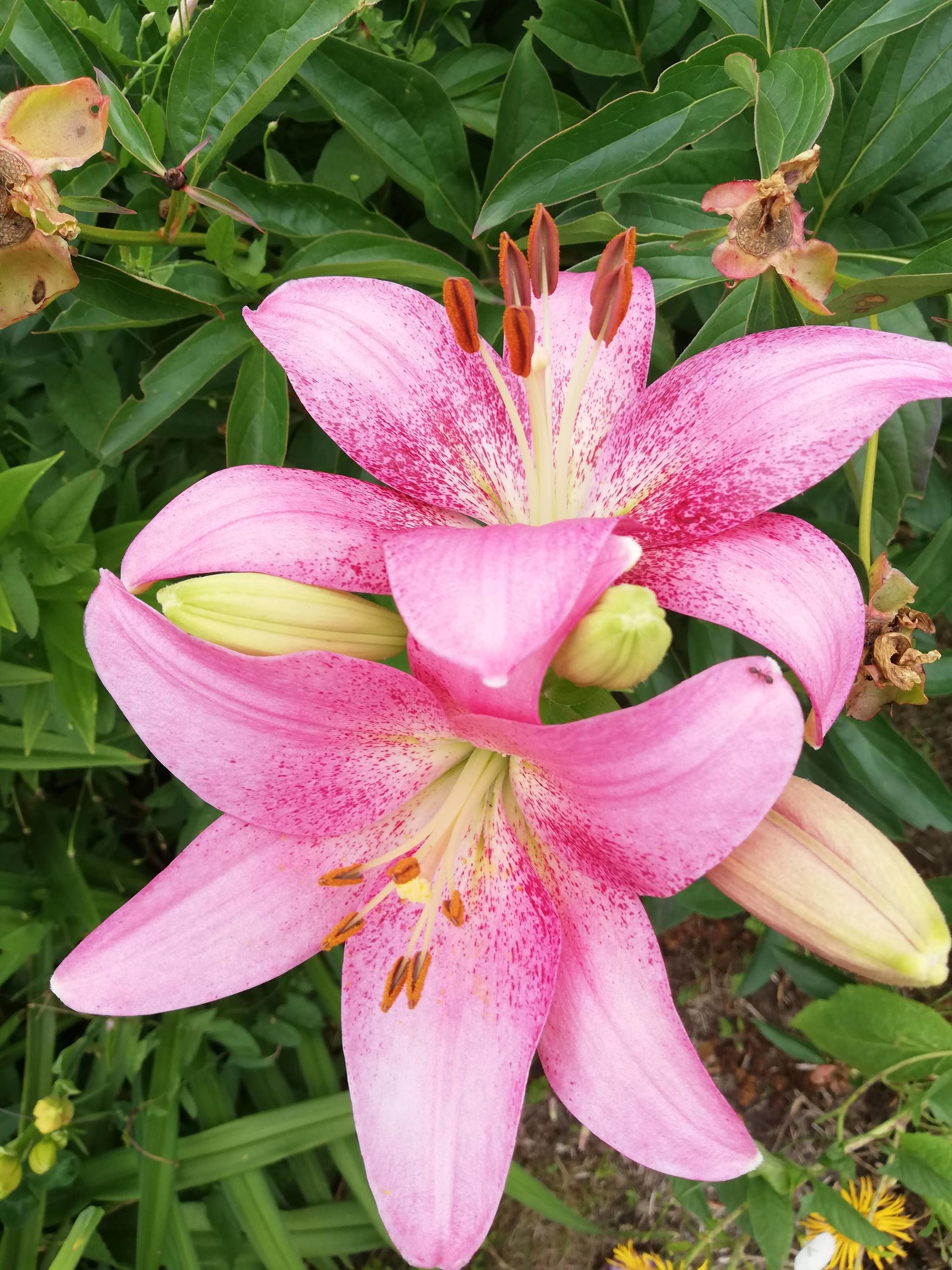 A selection of beautiful flowers - My, Garden, Flowers, the Rose, Tulips, Lily, Longpost