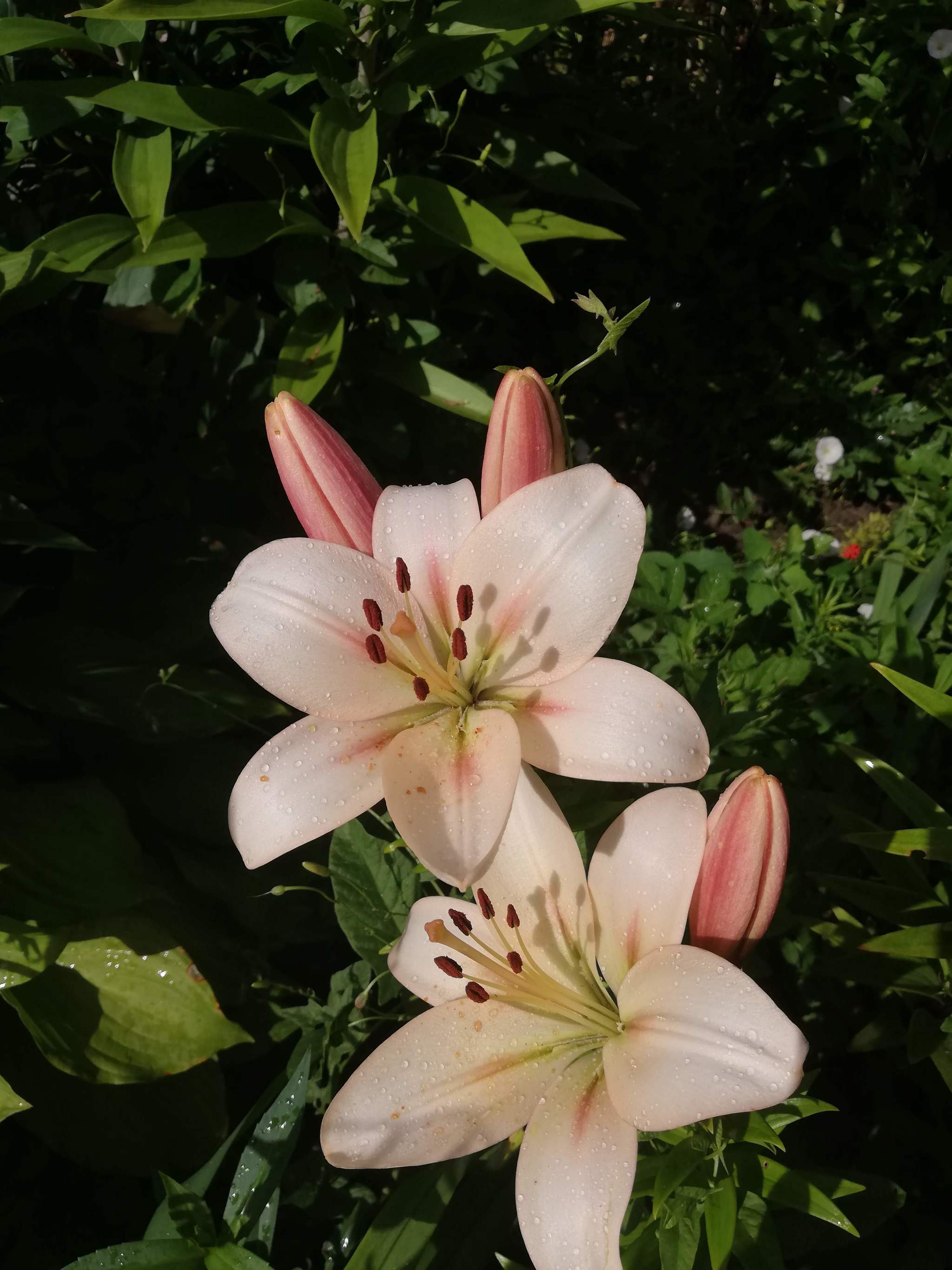 A selection of beautiful flowers - My, Garden, Flowers, the Rose, Tulips, Lily, Longpost