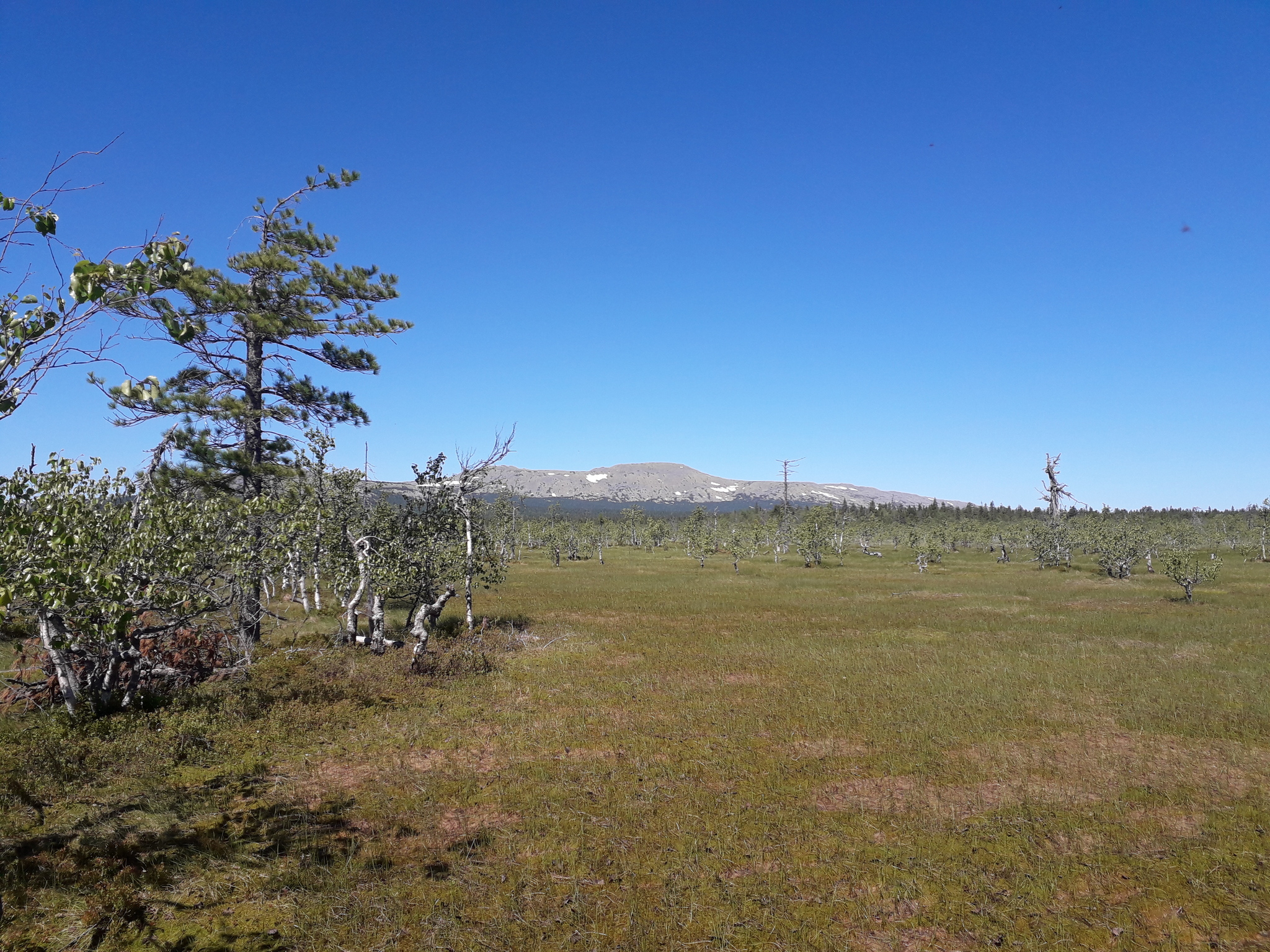 Mount Oslyanka, June 2021 - My, Middle Ural, Hike, Nature, Oslyanka, Longpost