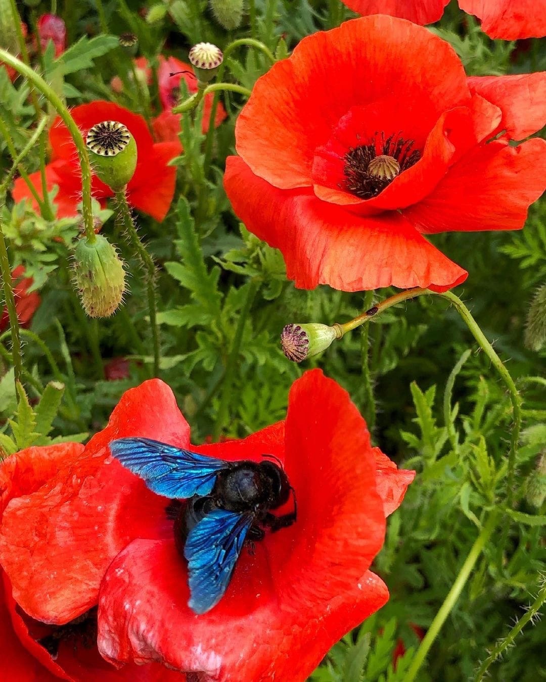 Blooming poppy fields. - Stavropol region, Bloom, Poppy, Flowers, Bumblebee, The nature of Russia, Travel across Russia, The photo, Longpost