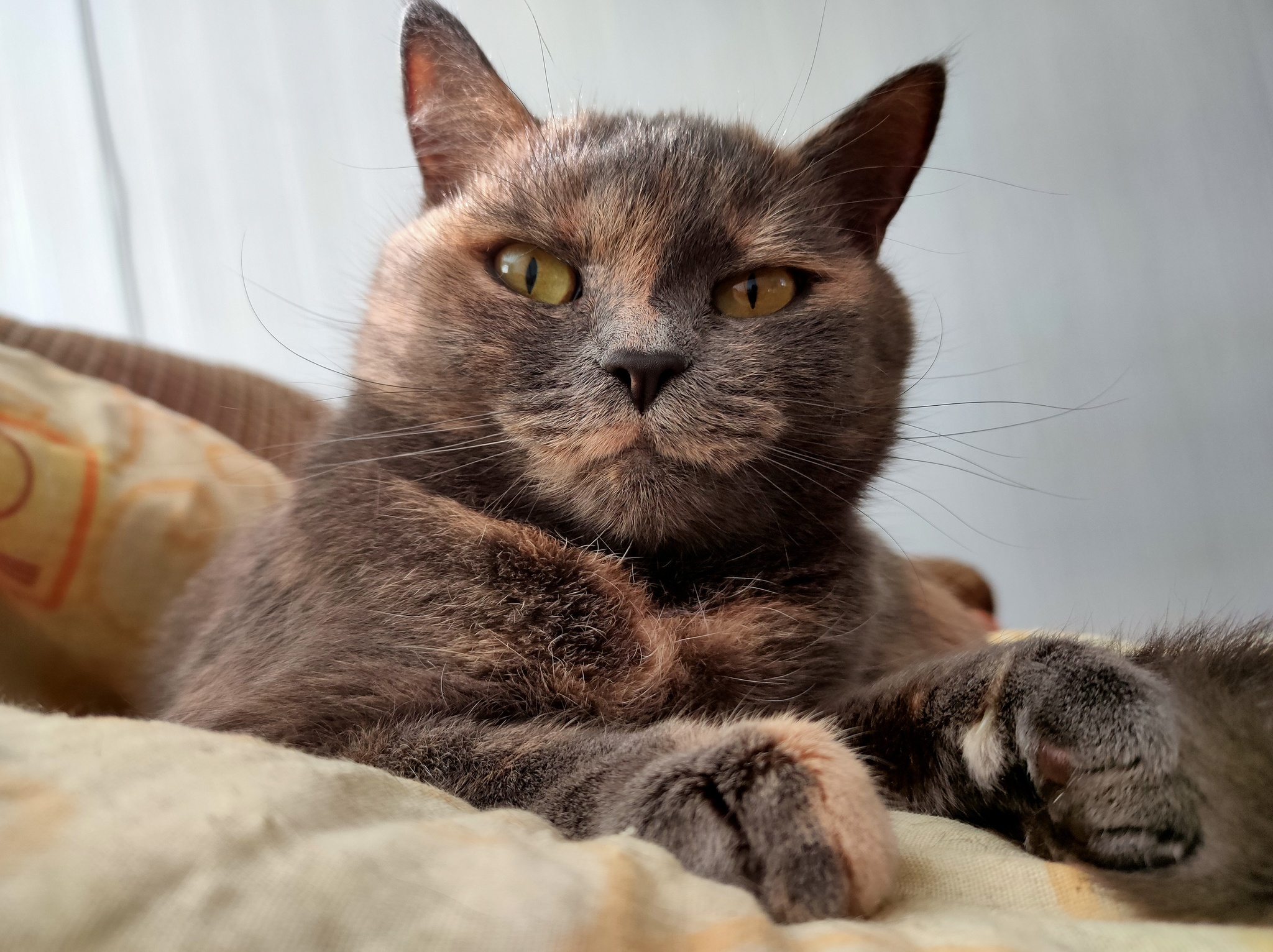 Типичная Муха) | Пикабу