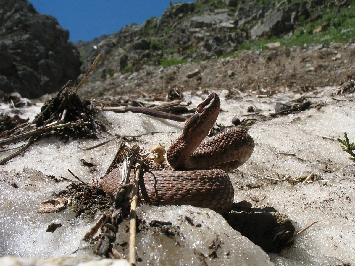 Hit parade of poisonous snakes in Russia. Description and consequences of the meeting - Nature, Snake, Yandex Zen, Longpost, Animal book