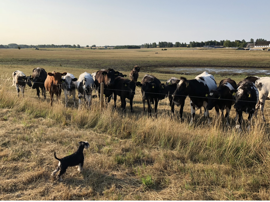 Take me to your league - My, Dog, Stupidity, Electroshepherd, Cow, Miniature schnauzer