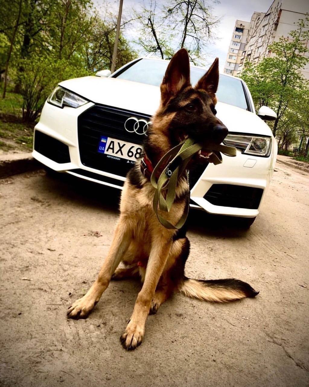 I will give a German Shepherd in good hands - Kharkov, Dog, German Shepherd, I will give, In good hands, No rating