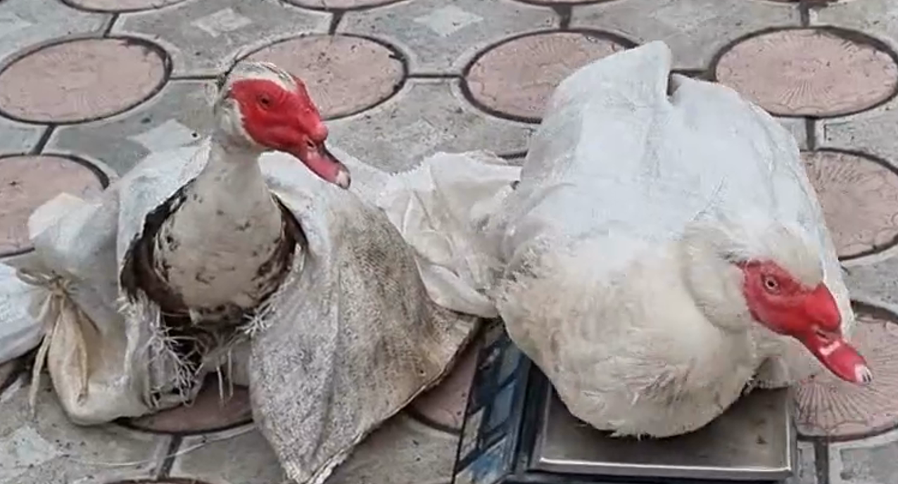 The story of one male Indochka sire who almost got into the soup - My, Сельское хозяйство, Farm, Meat, Duck, Life stories, Advice, Experience, Bodybuilders, Video, Longpost