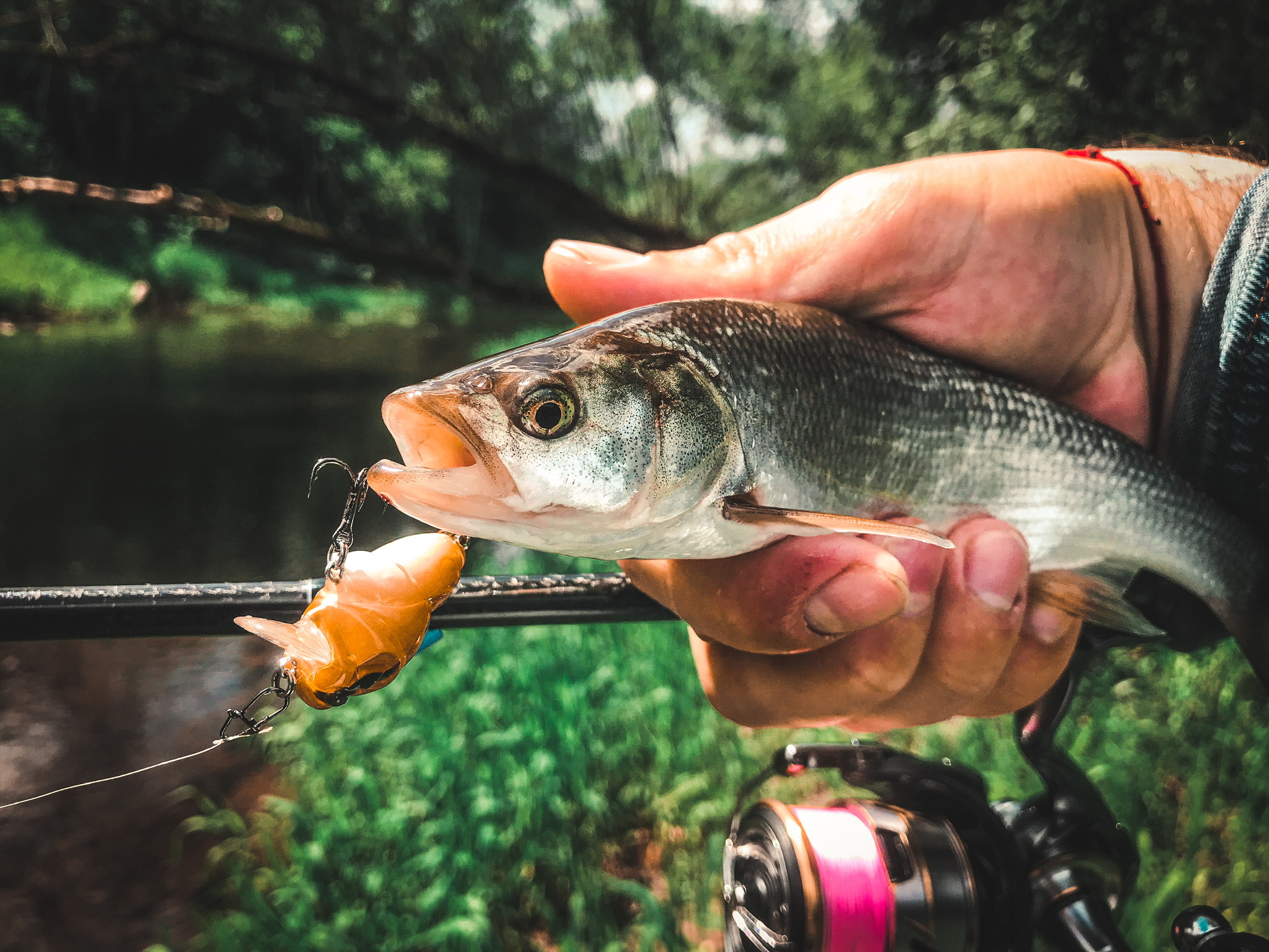 With ultralight on a small river - My, Spinning, Fishing, River, Nature, Chub, Asp, Pike, Video, Longpost