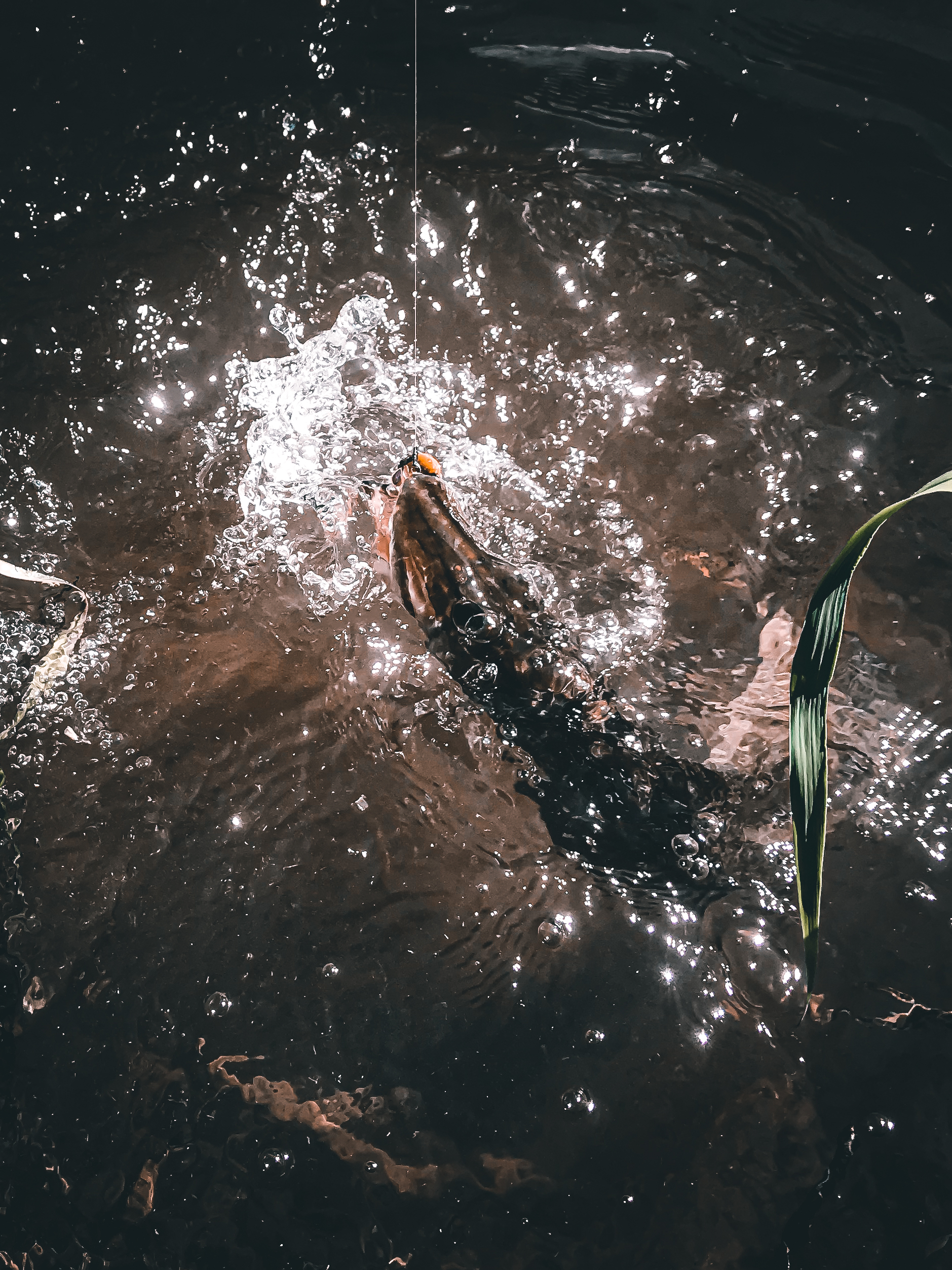 With ultralight on a small river - My, Spinning, Fishing, River, Nature, Chub, Asp, Pike, Video, Longpost