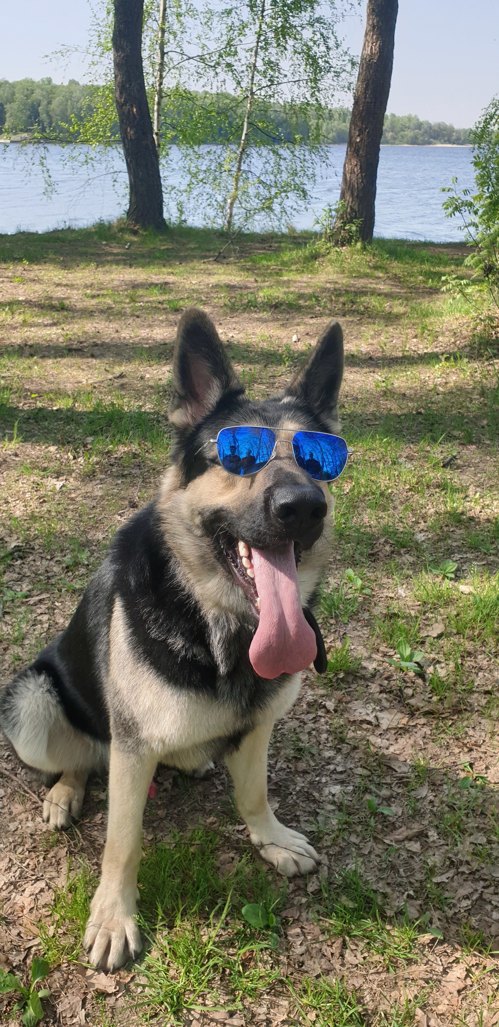 Husband is pissed! - My, Yamma, Conflict, East European Shepherd, Husky, Longpost