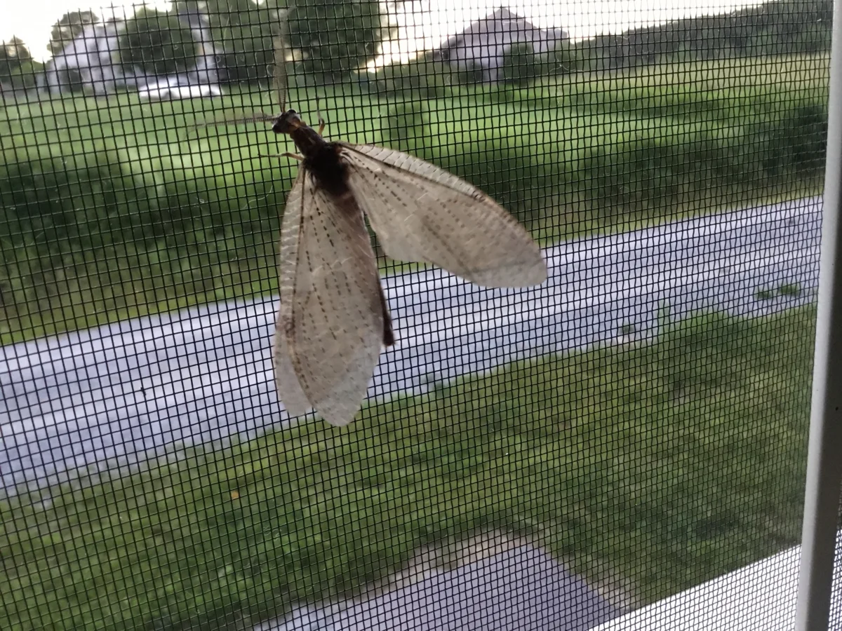 Coridalid: The largest flying insect about the size of a sparrow. Mandible and chemical weapons included - Insects, Giants, Food, Animal book, Yandex Zen, Longpost