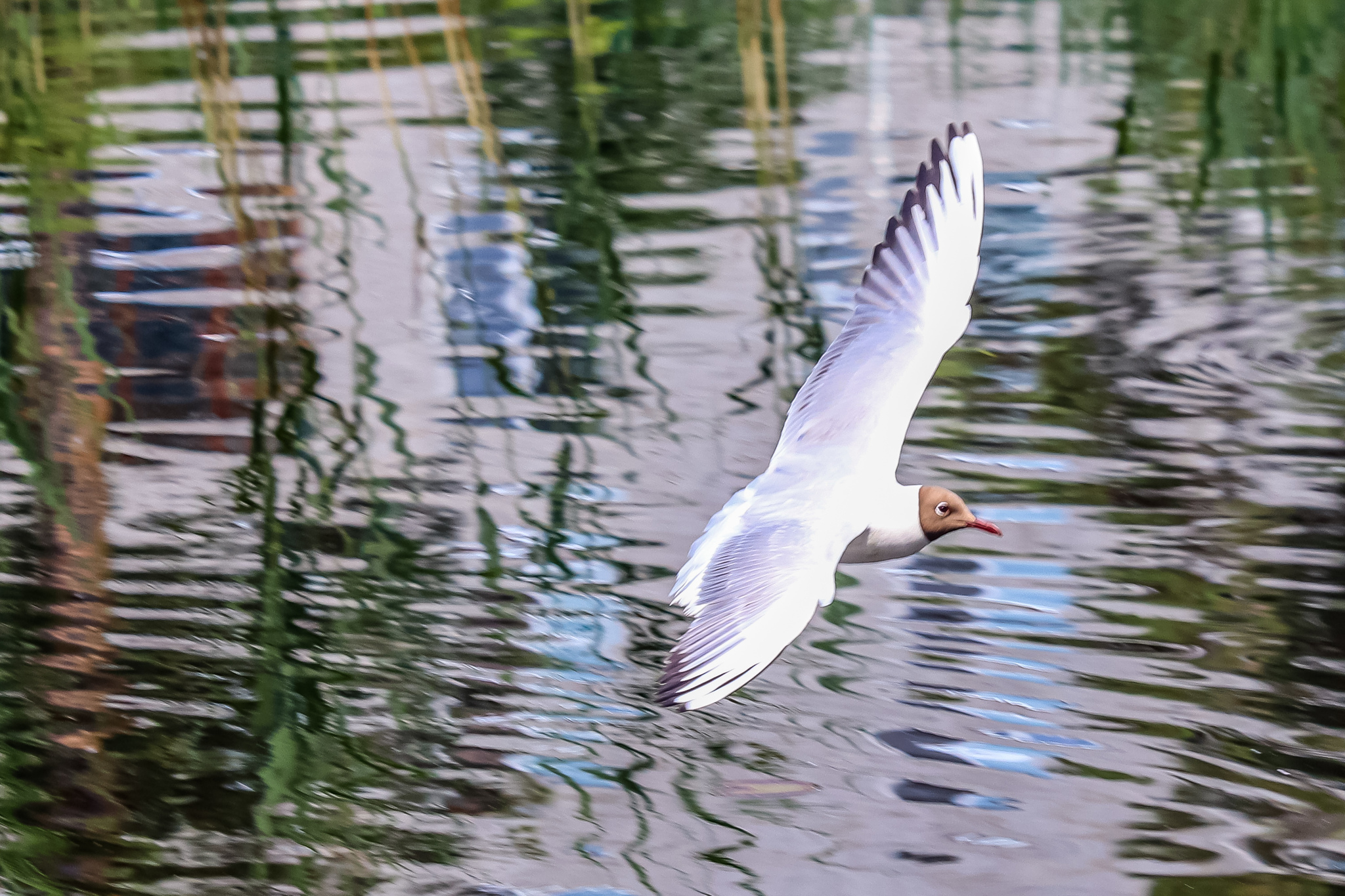 duck lake - My, Ornithology League, Birds, Pigeon, Seagulls, Duck, The photo, Longpost