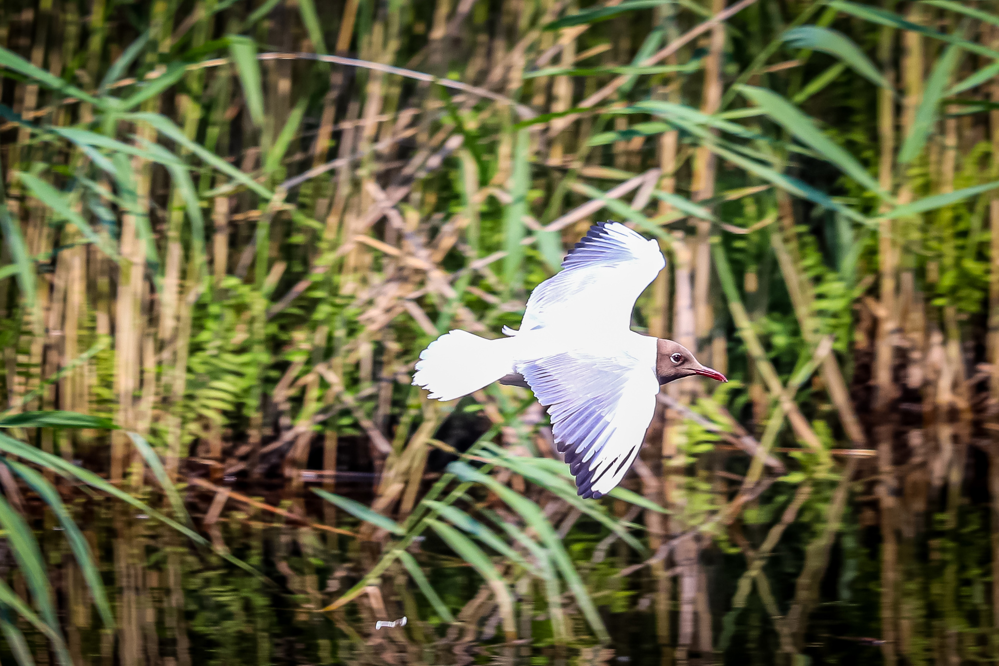 duck lake - My, Ornithology League, Birds, Pigeon, Seagulls, Duck, The photo, Longpost