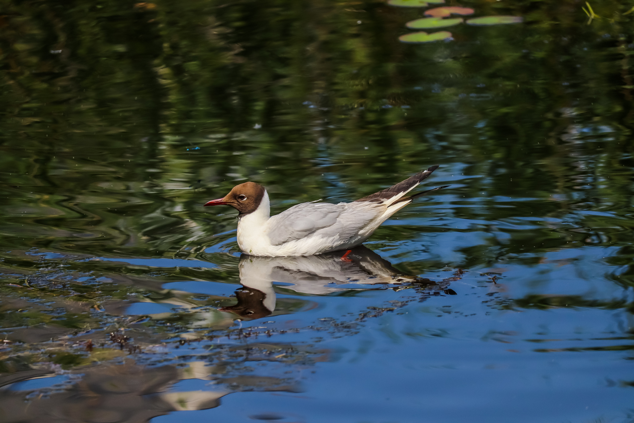 duck lake - My, Ornithology League, Birds, Pigeon, Seagulls, Duck, The photo, Longpost