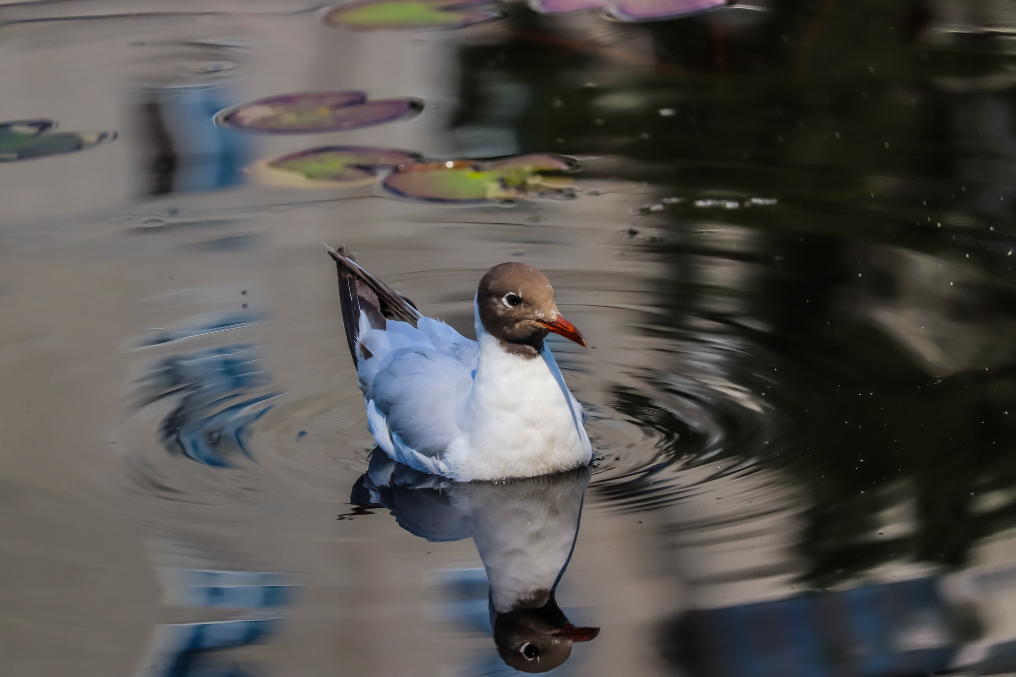 duck lake - My, Ornithology League, Birds, Pigeon, Seagulls, Duck, The photo, Longpost