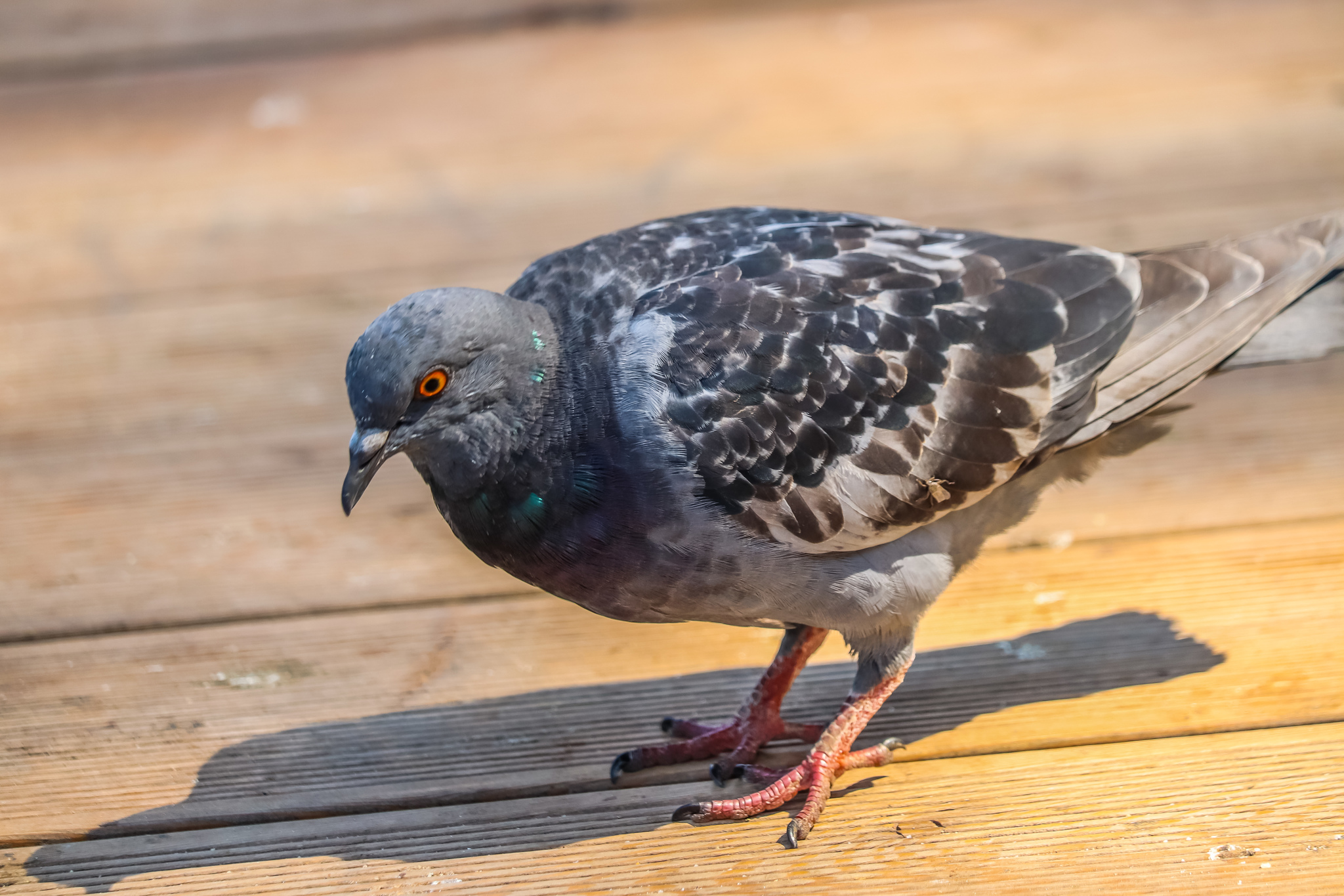 duck lake - My, Ornithology League, Birds, Pigeon, Seagulls, Duck, The photo, Longpost