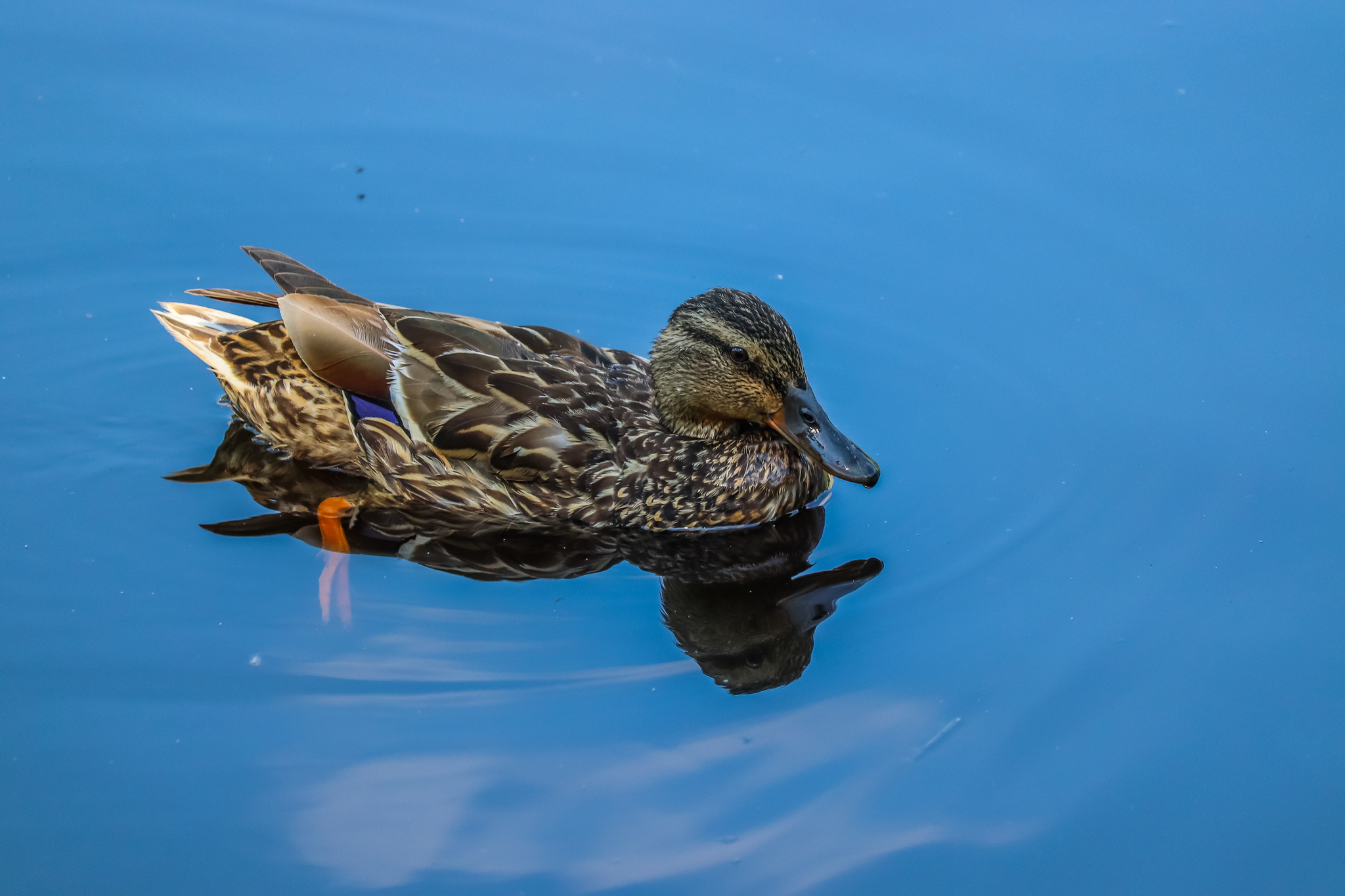 duck lake - My, Ornithology League, Birds, Pigeon, Seagulls, Duck, The photo, Longpost