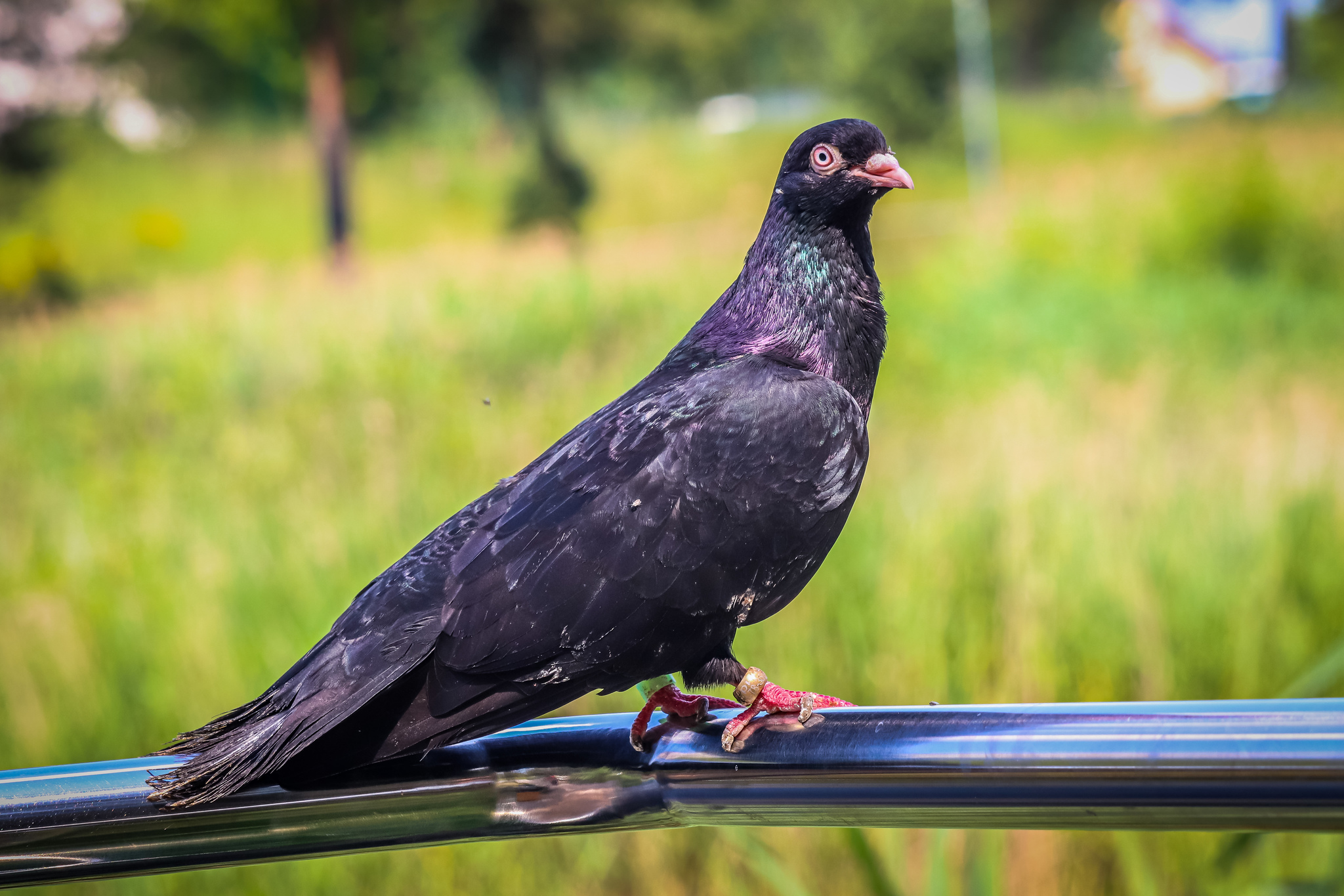 duck lake - My, Ornithology League, Birds, Pigeon, Seagulls, Duck, The photo, Longpost