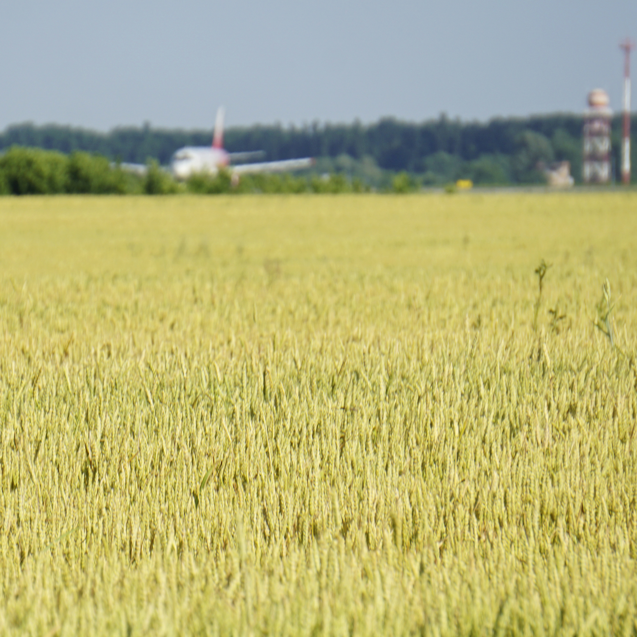 Hide and seek in the Kuban fields - My, civil Aviation, Sukhoi Superjet 100, Rossiya Airlines, Longpost, Spotting