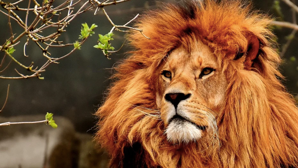 Fluffy, chirping and huge: interesting about wild cats - a lion, Tiger, Pallas' cat, Jaguarundi, Liger, Jaguar, Rusty cat, Cat family, , Interesting, Video, Longpost